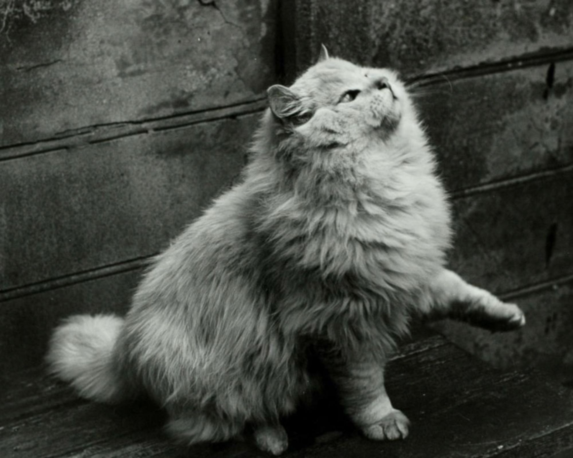 Black and white photo of a very fluffy longhaired white cat, sitting up with one paw in the air and looking up as if about to swat at a toy out of the frame.