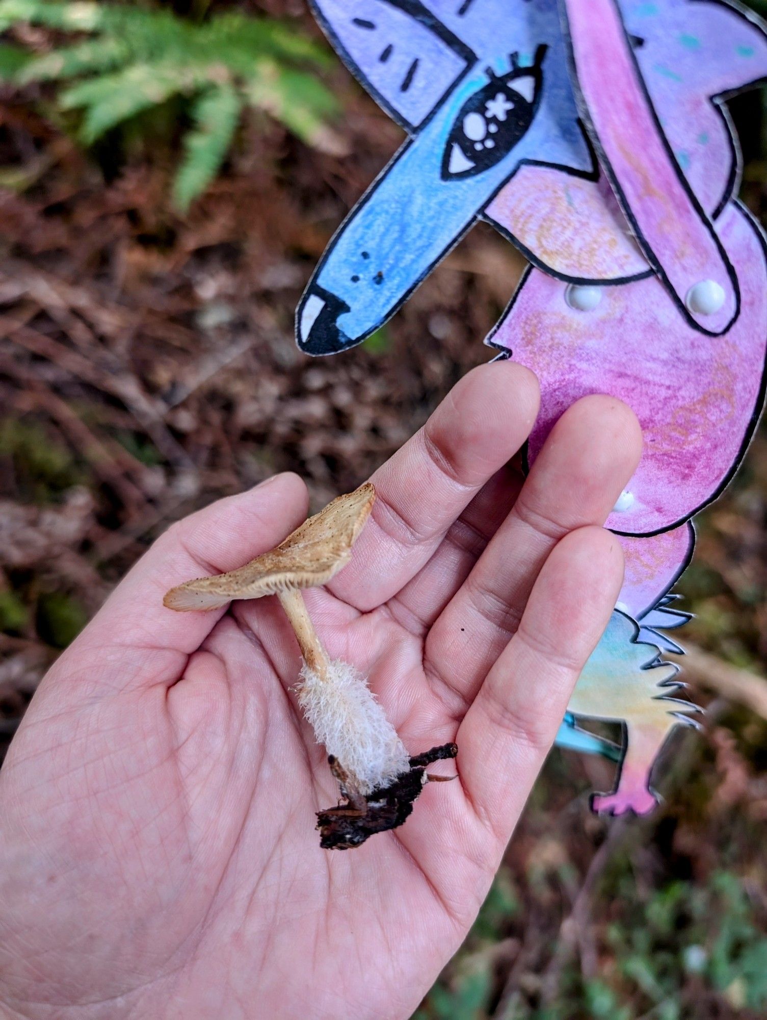 A colorful paper coyote character looking down onto a human hand holding a plucked mushroom, flat and tan on the top with a stem sporting a fuzzy base