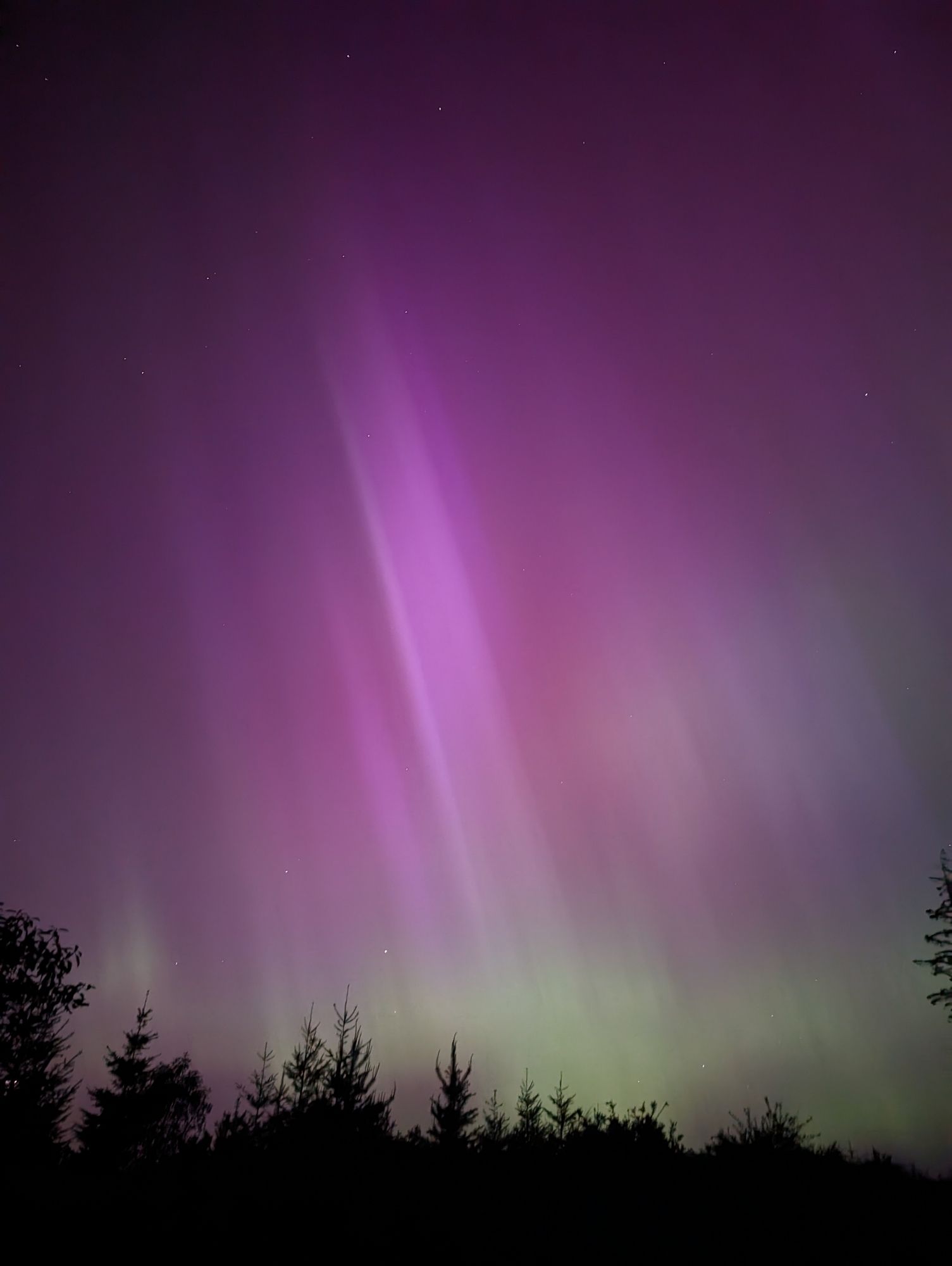 Aurora borealis with pine trees in foreground. A pillar of magenta streaks through the sky.