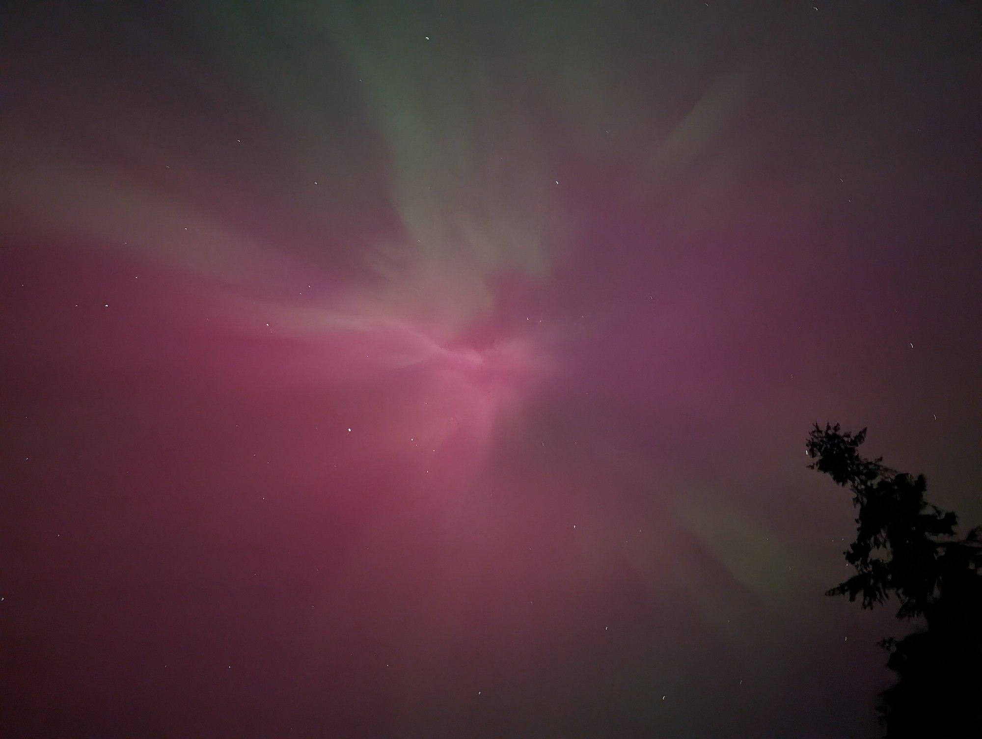 Aurora borealis with pine trees in corner. The pink and green ripple into an interesting shape.