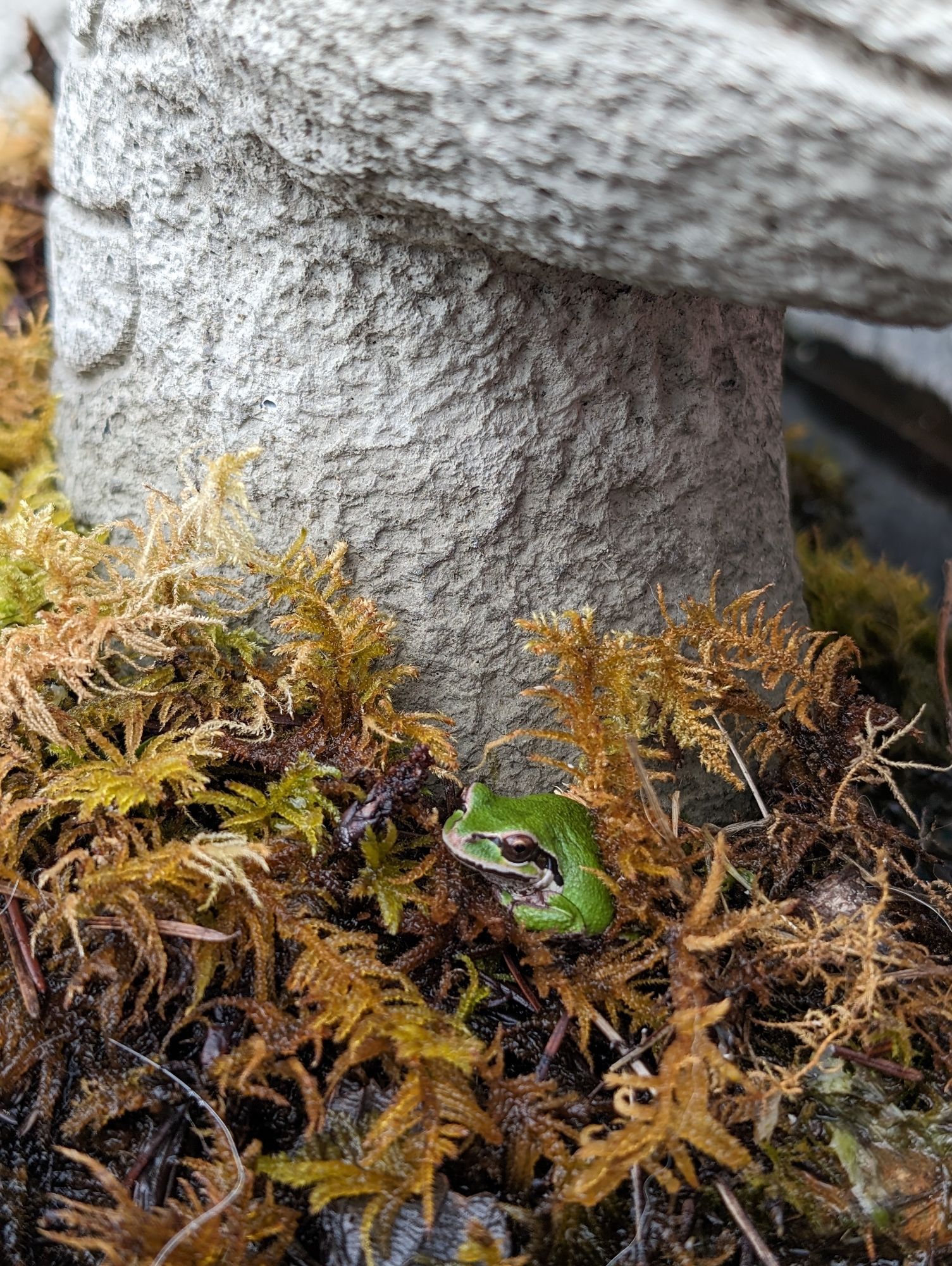 A tiny green frog snuggled into a pile of moss at the base of a concrete pond decoration