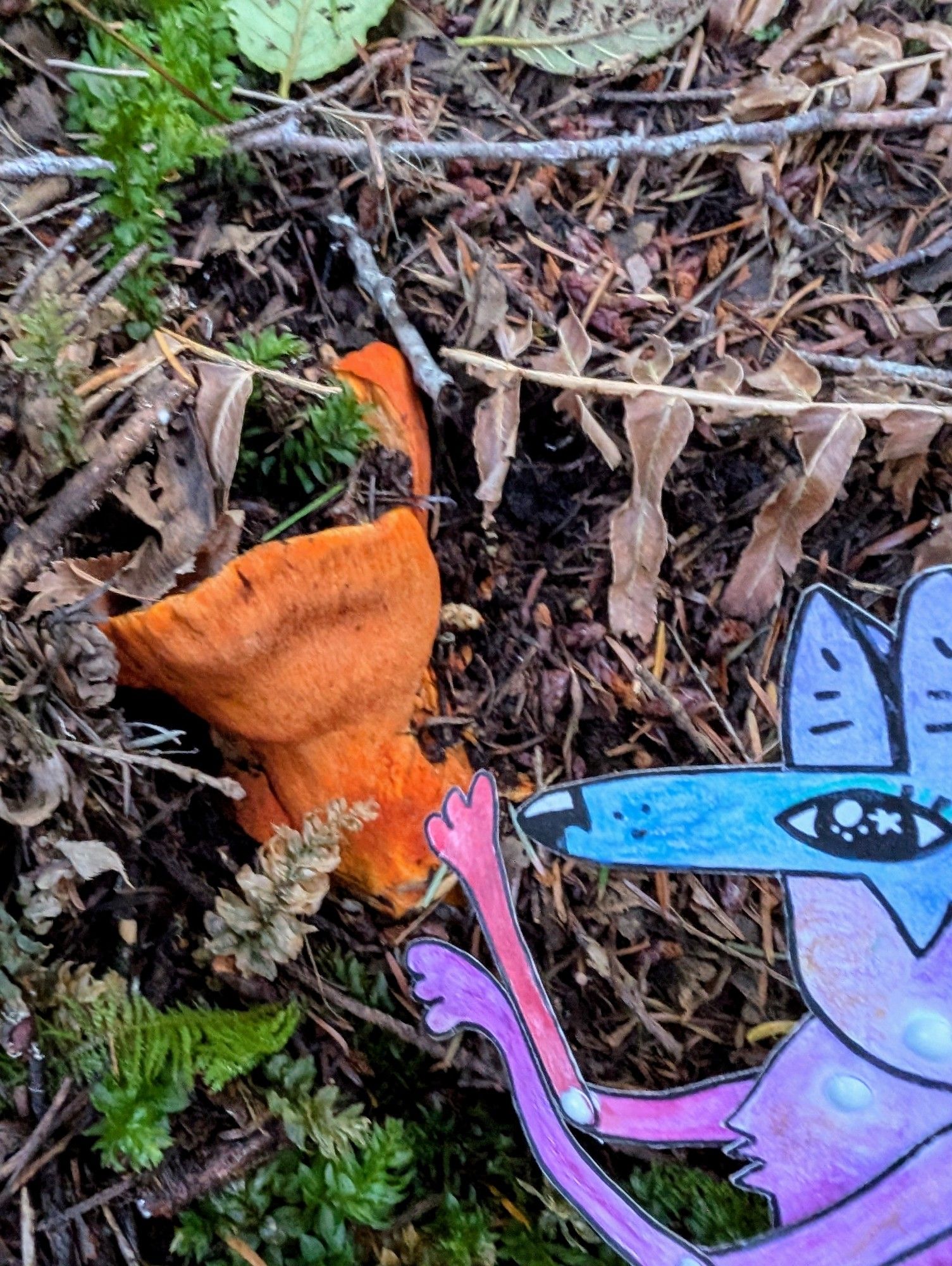 A colorful paper coyote character reaches hungrily towards a bright orange mushroom in the duff