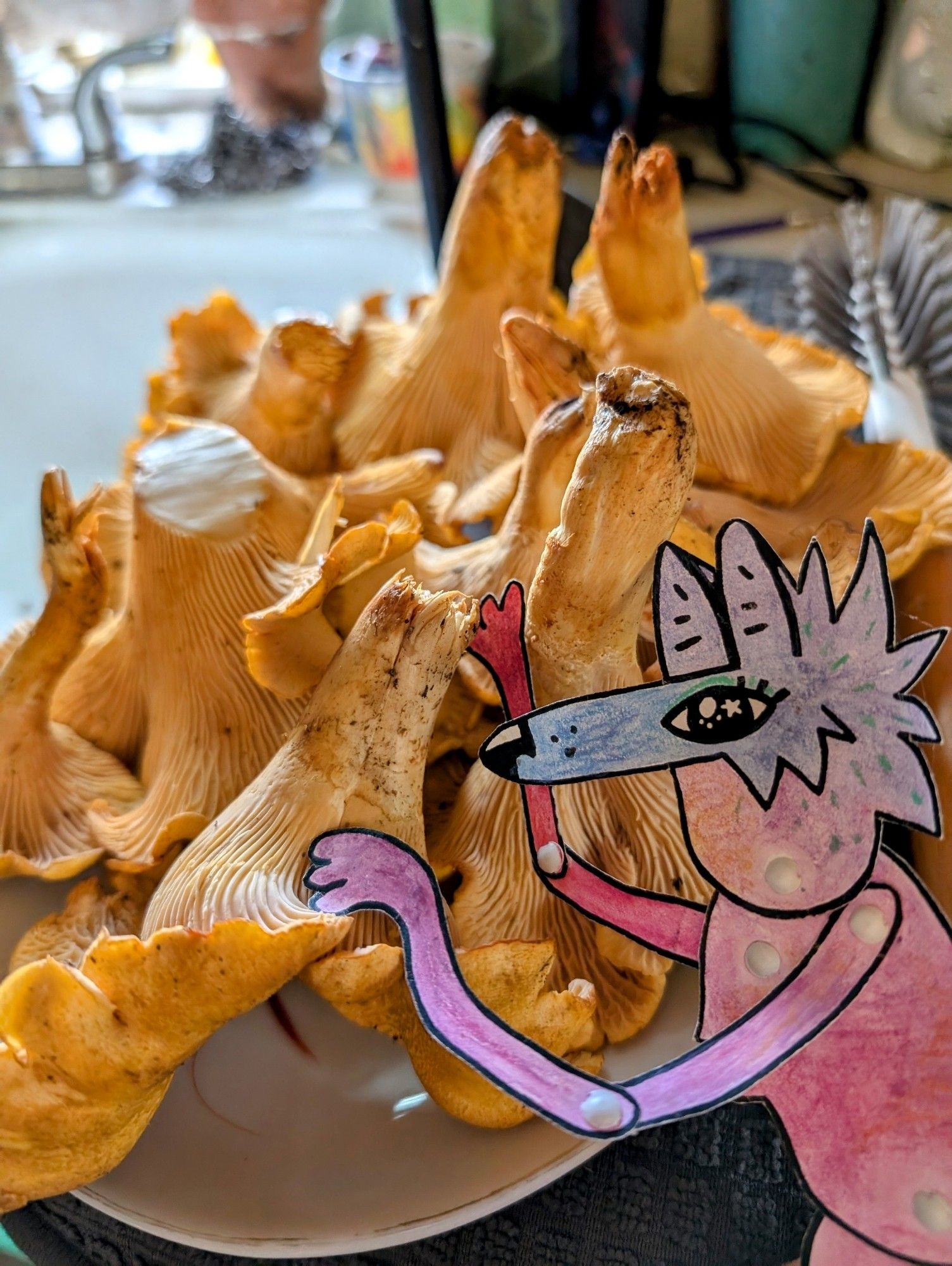 A beautiful pile of chanterelles and our paper coyote friend admiring them