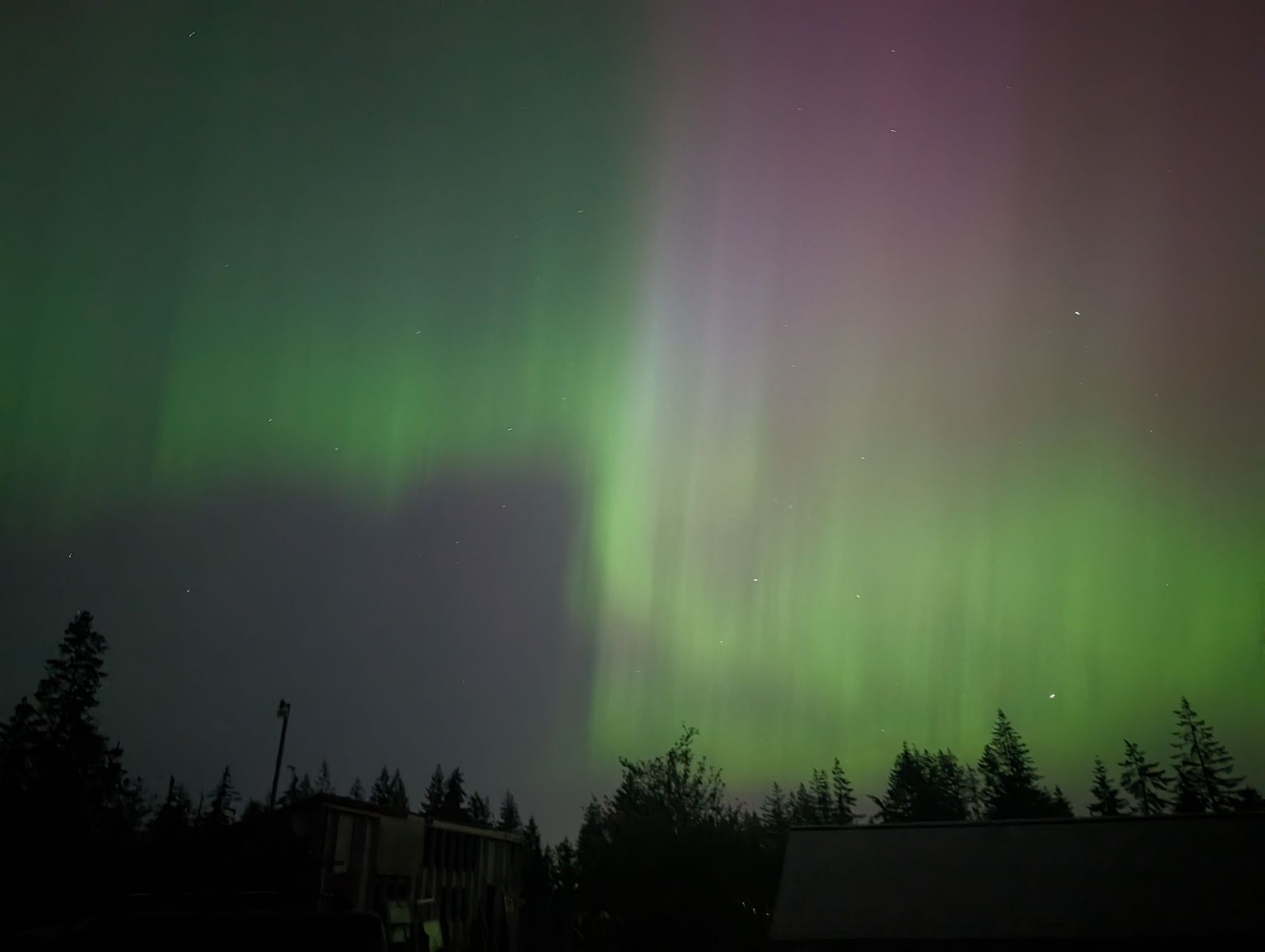 Aurora borealis with pine trees in foreground. The green curtain has rigid definitions, almost making a square shape.