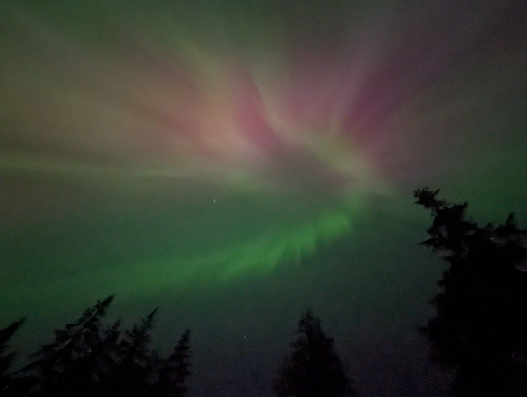 Aurora borealis with pine trees in foreground. The green curl almost makes a spiral.