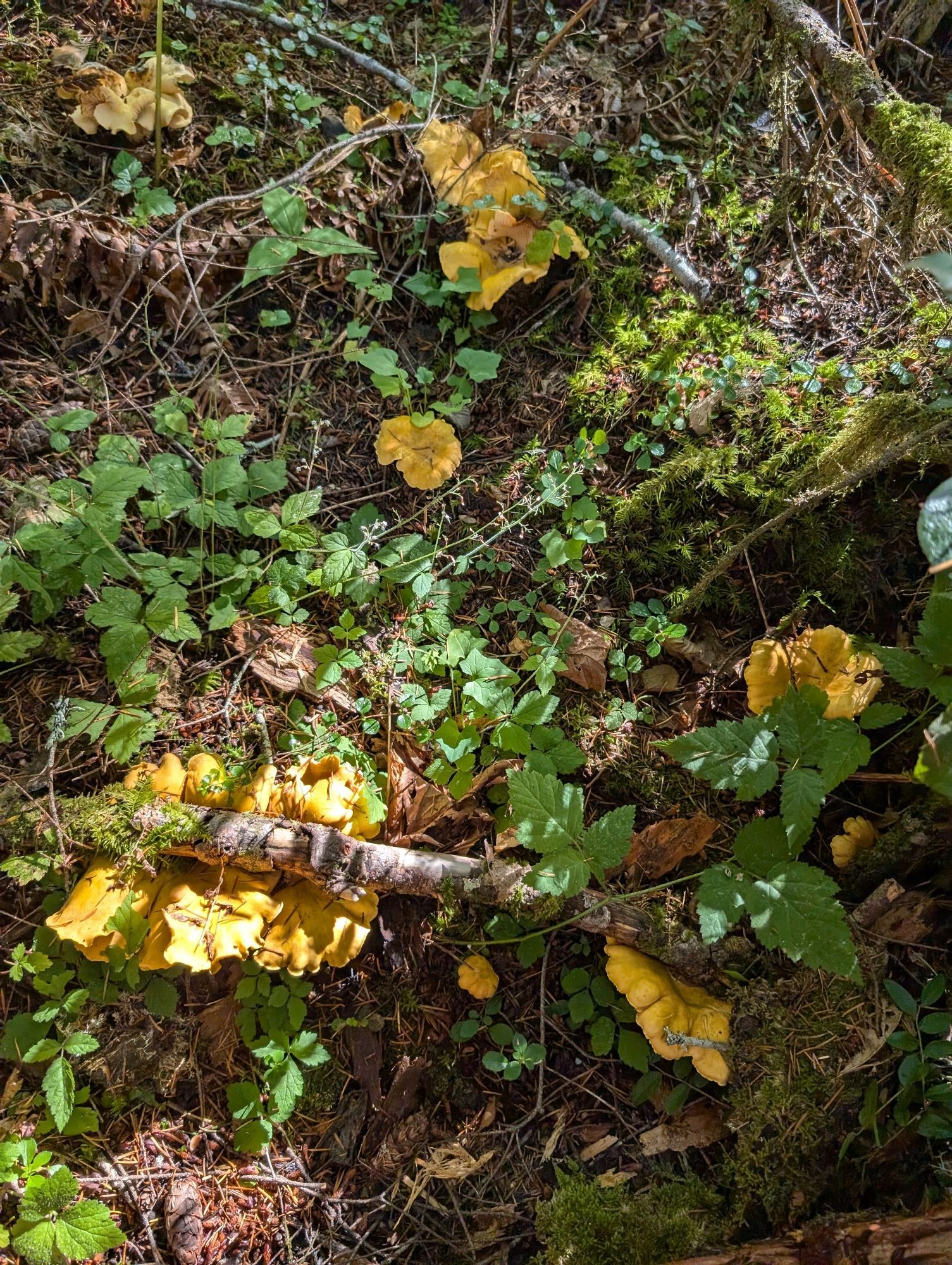 A forest floor with tons of golden ruffly chanterelles