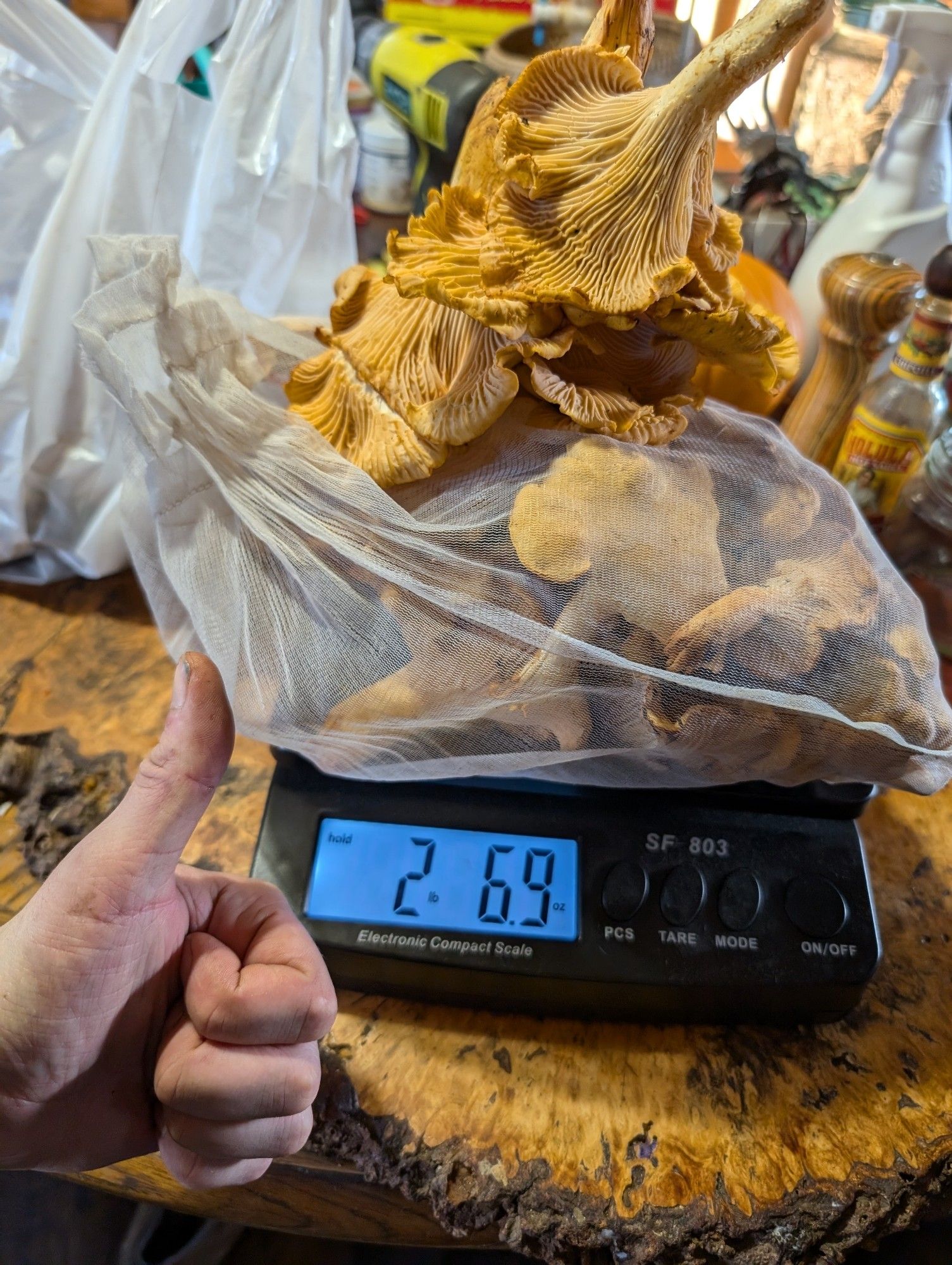 A pile of picked chanterelles on a scale reading two pounds and 6.9 ounces nice