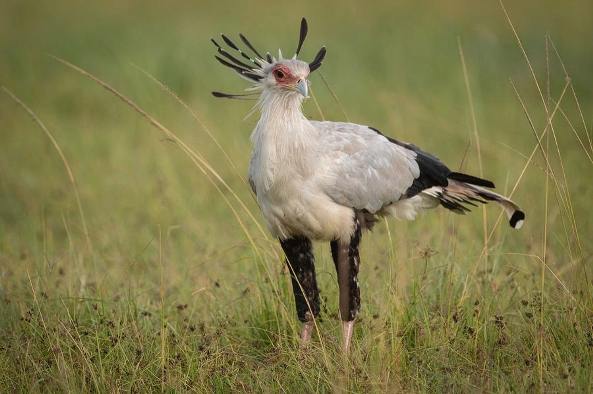 A secretary bird standing in tall savannah grass