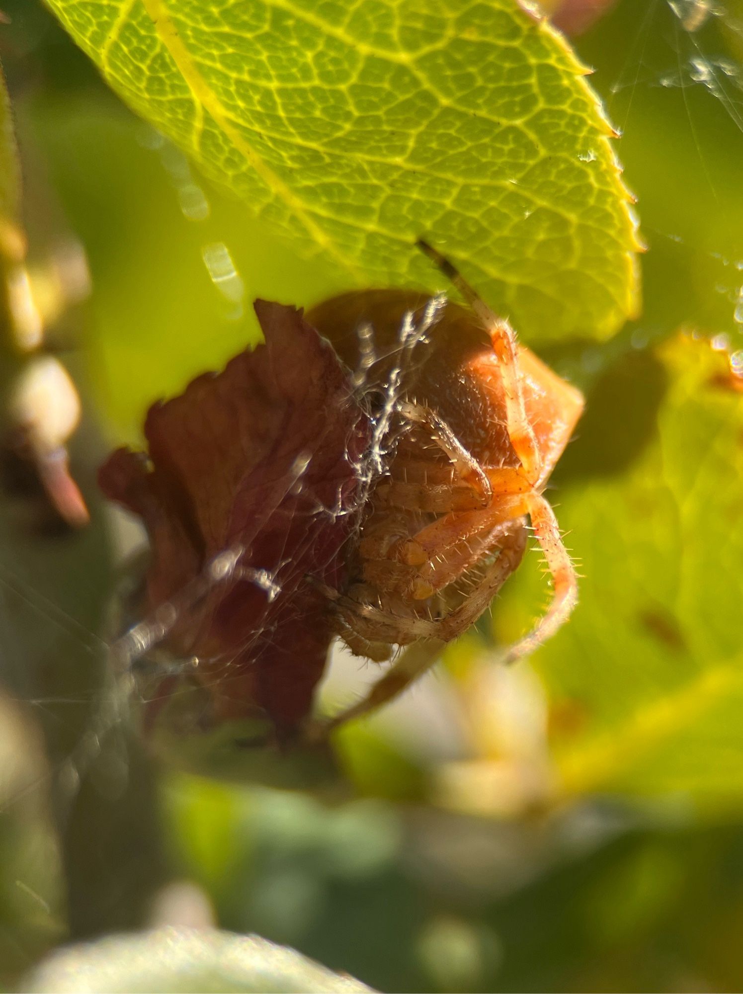 A very large yellow-goldenish spider with a big abdomen and spiky legs. It is hiding under a leaf.