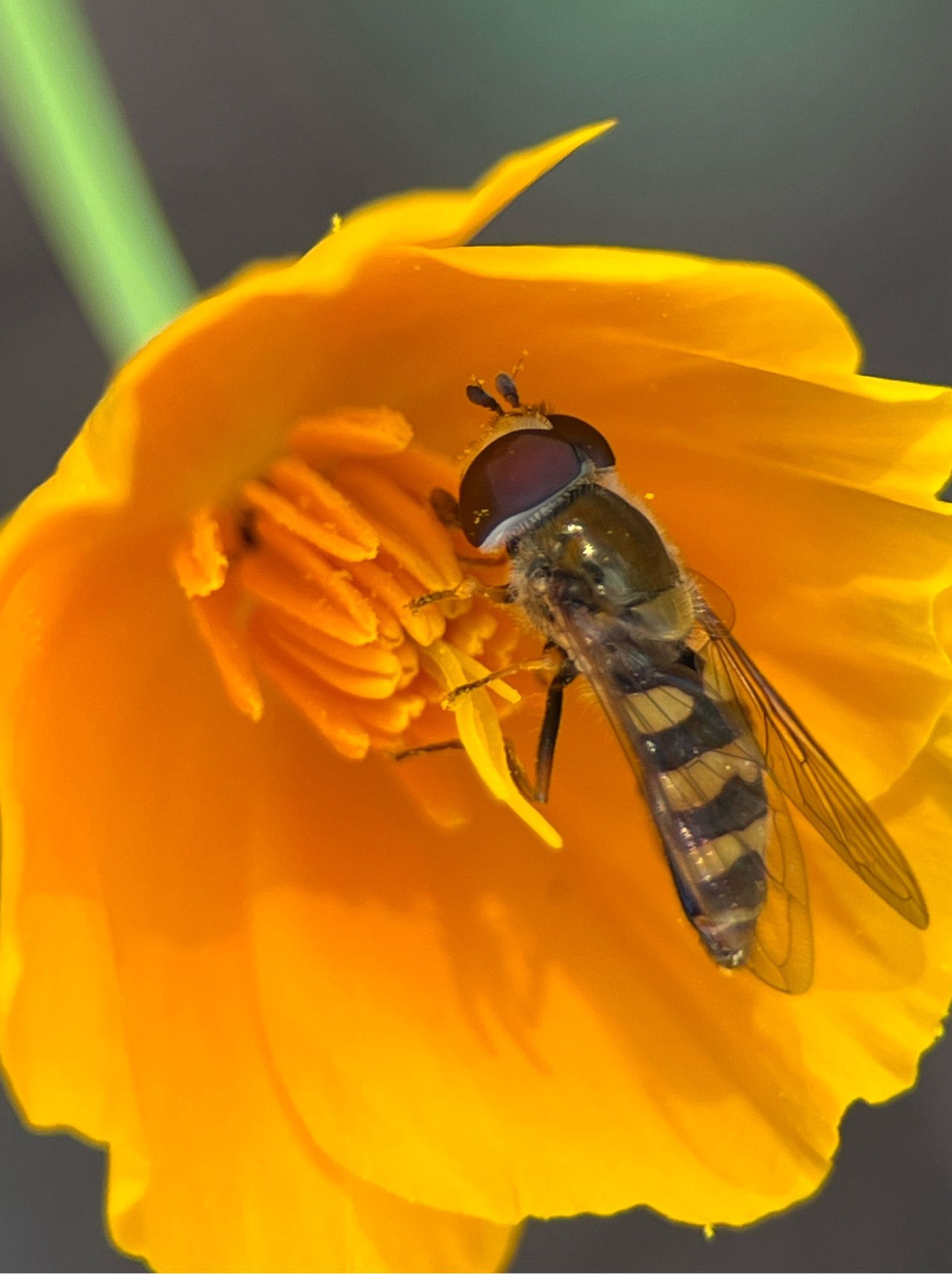 A hoverfly or flowerfly licking nectar off of the stamens in an orange poppy. The fly has a black and yellow abdomen and large reddish eye. There’s two tiny antennae on its head.