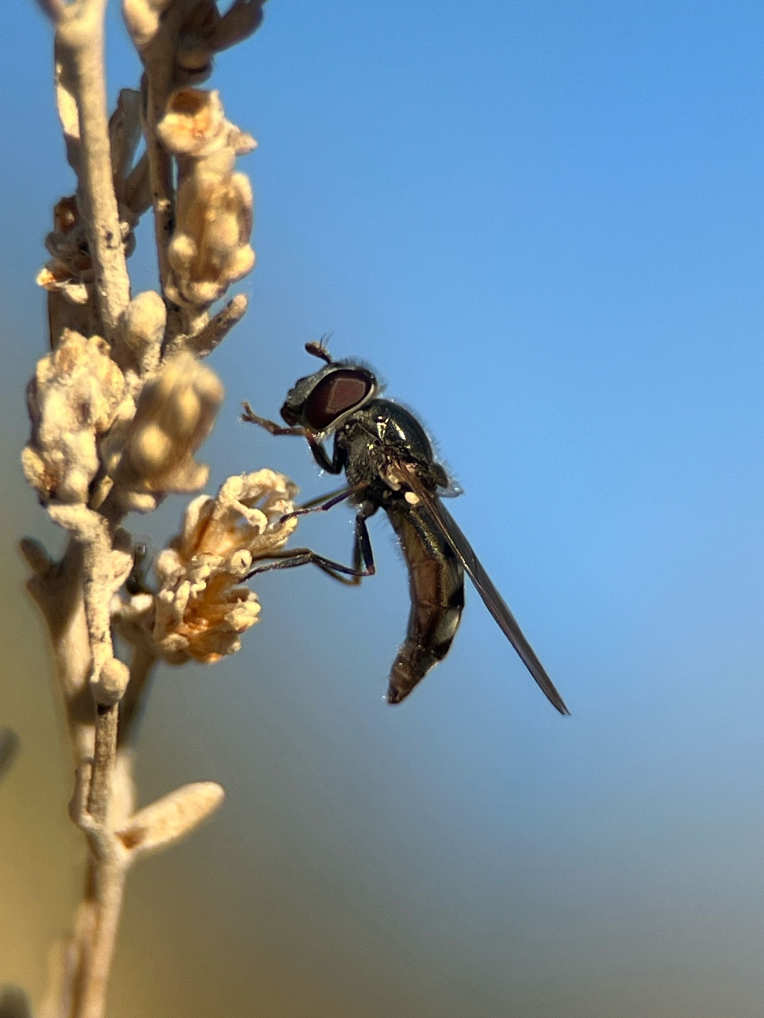 A darkish fly with a metallic sheen perched on a sagebrush leaf. It is a side view with large dark red eyes, abdomen slightly curled in and wings flat against it back. There appears to be a bristle appearance over the body.