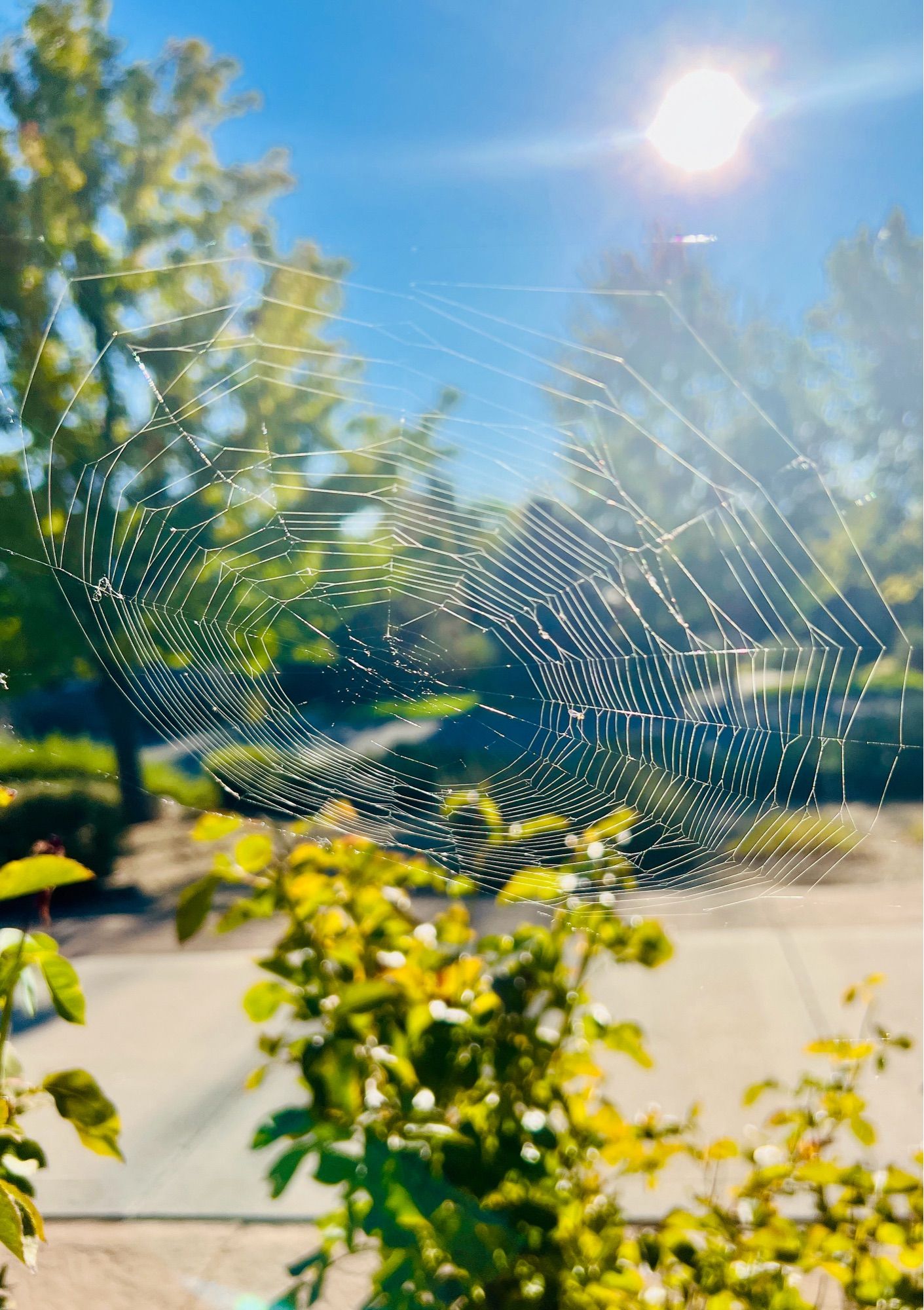 A large orb weaver web in a rose garden. It is glowing in the sun with blurry trees and driveway in the background.