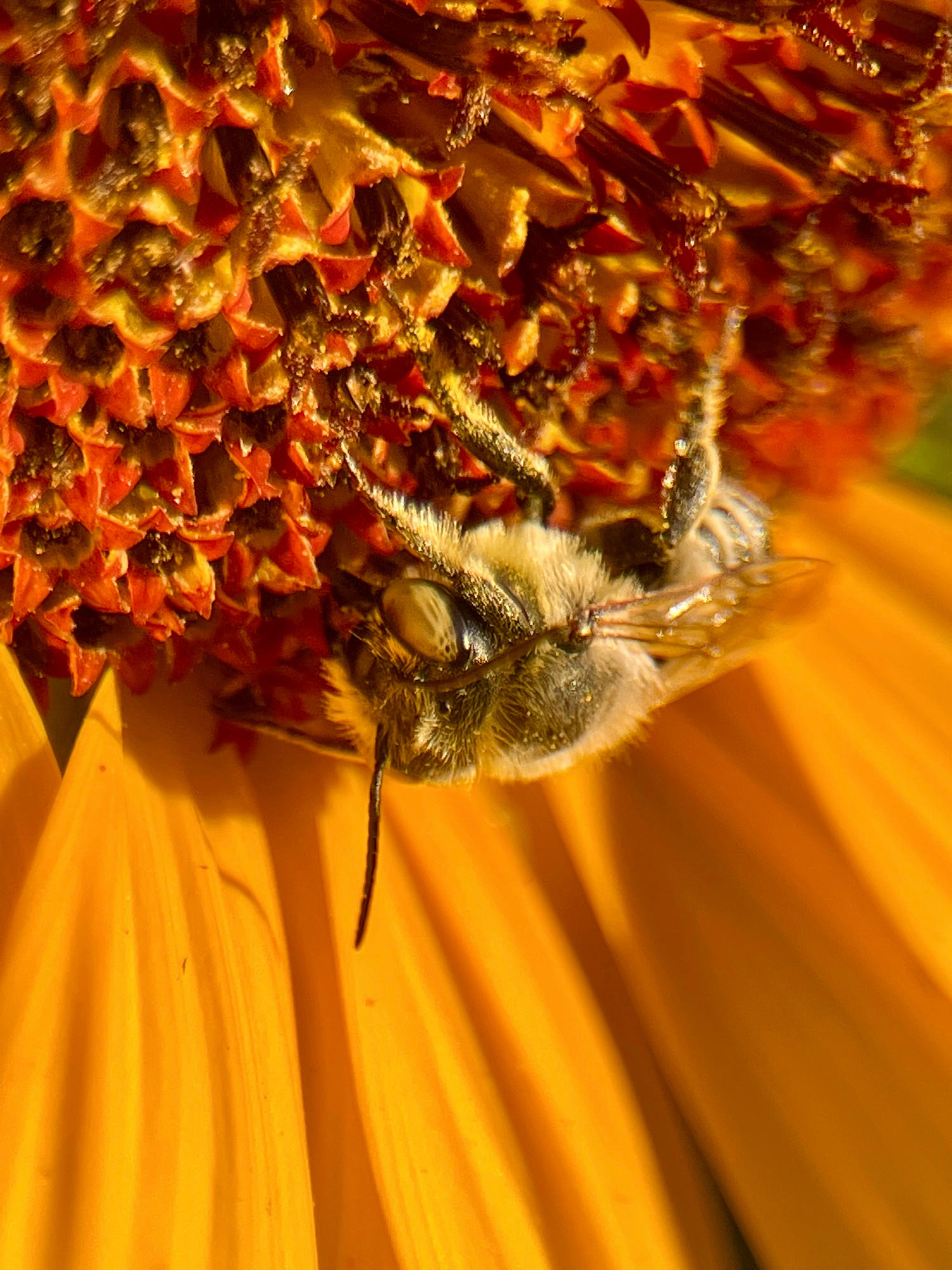 A leaf cutter bee asleep in the morning sun on a wild sunflower 