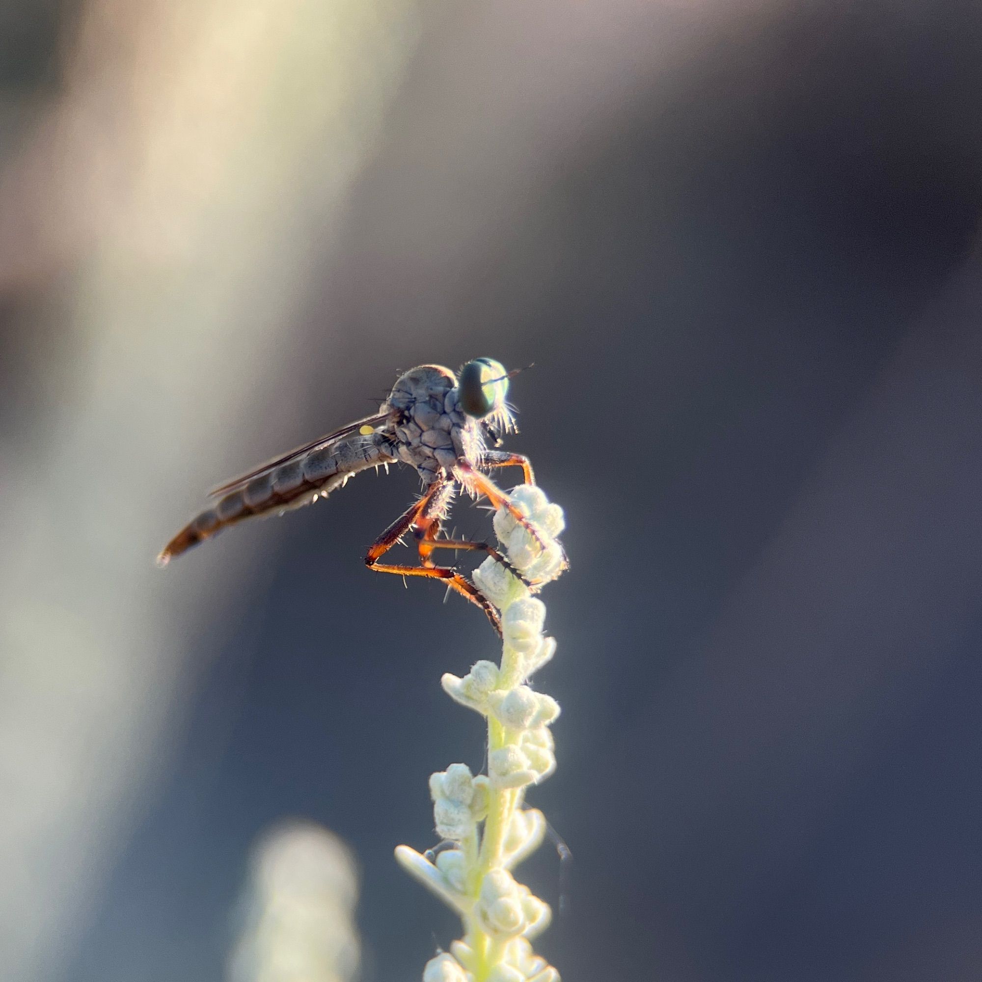 A robber fly with emerald green eyes perched on the tip of a sagebrush branch. 

From Wikipedia:
The robber fly family, also called assassin flies. They are powerfully built, bristly flies with a short, stout proboscis enclosing the sharp, sucking hypopharynx. The name "robber flies" reflects their expert predatory habits; they feed mainly or exclusively on other insects and, as a rule, they wait in ambush and catch their prey in flight.

https://en.wikipedia.org/wiki/Asilidae