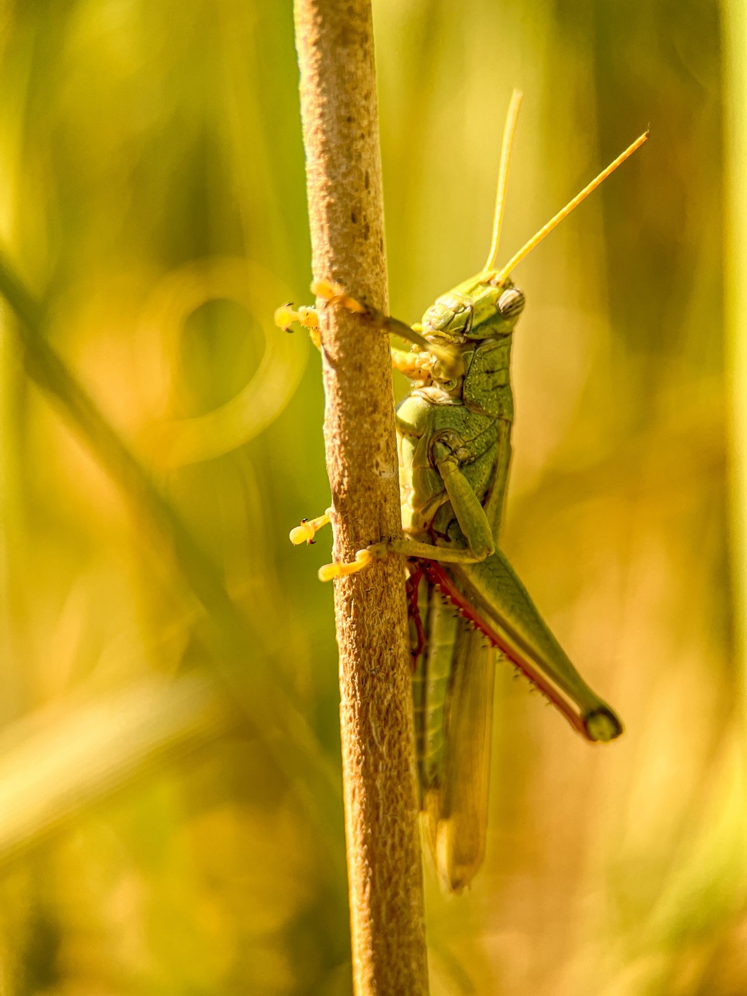 A large grasshopper clutching a dried cattail stems. It has little claw-like tarsals and stripey eyes.