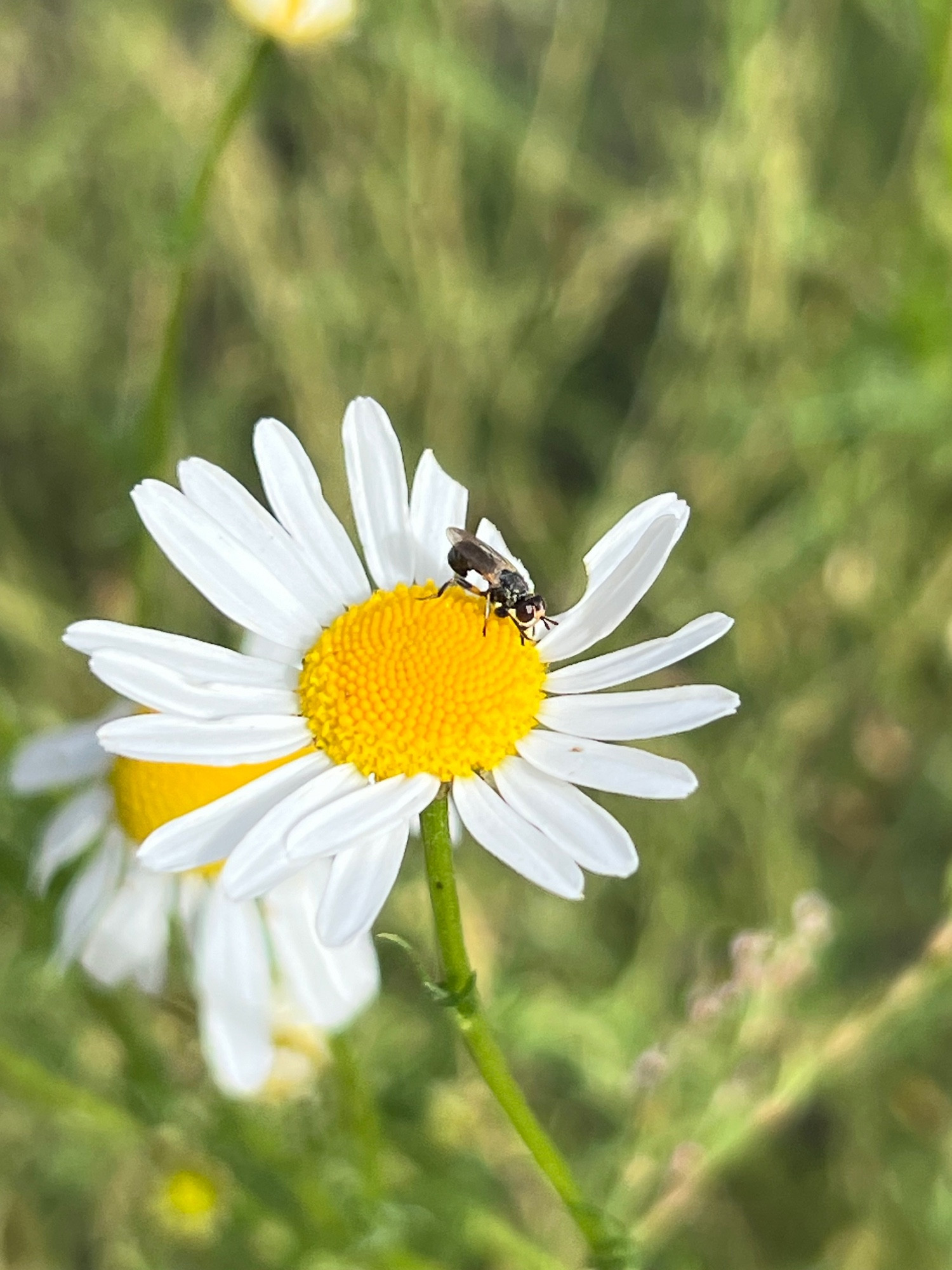 A small fly on a yellow and white daisy-like wildflower.