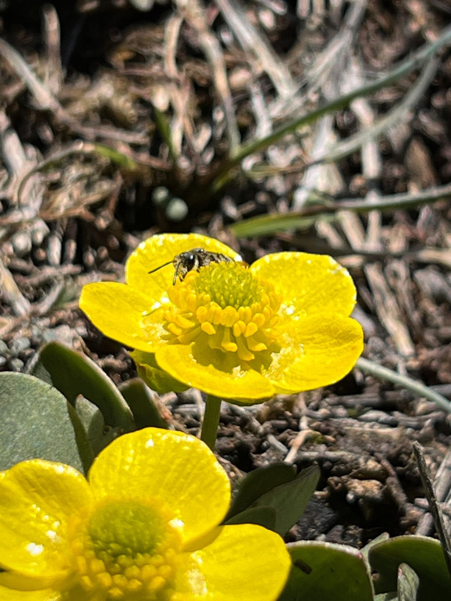 A small black native bee on a yellow buttercup wildflower. The flower has five rounded petals with a yellow cushion center.