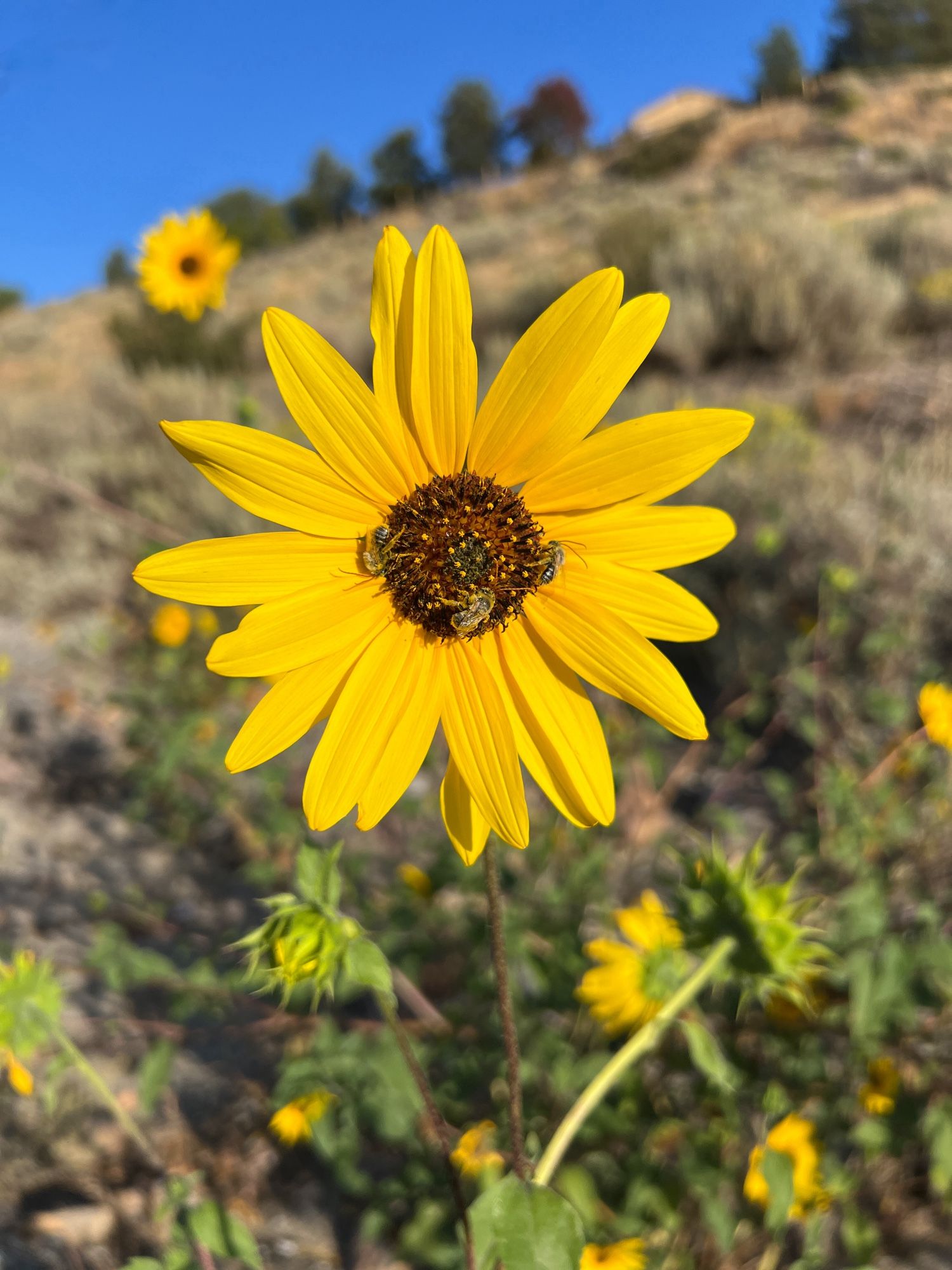 A single wild sunflower with three longhorn bees sleeping in it.