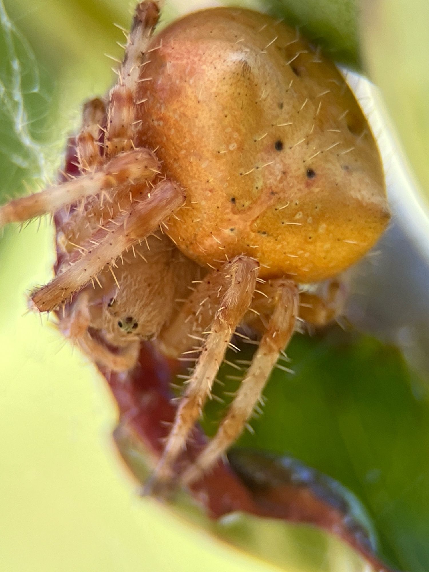 A very large yellow-goldenish spider with a big abdomen and spiky legs. It is hiding under a leaf.