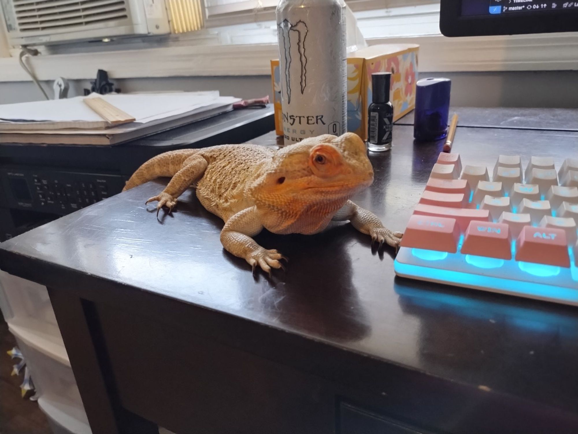 My bearded dragon, Soridormi, sitting on my desk next to my keyboard.