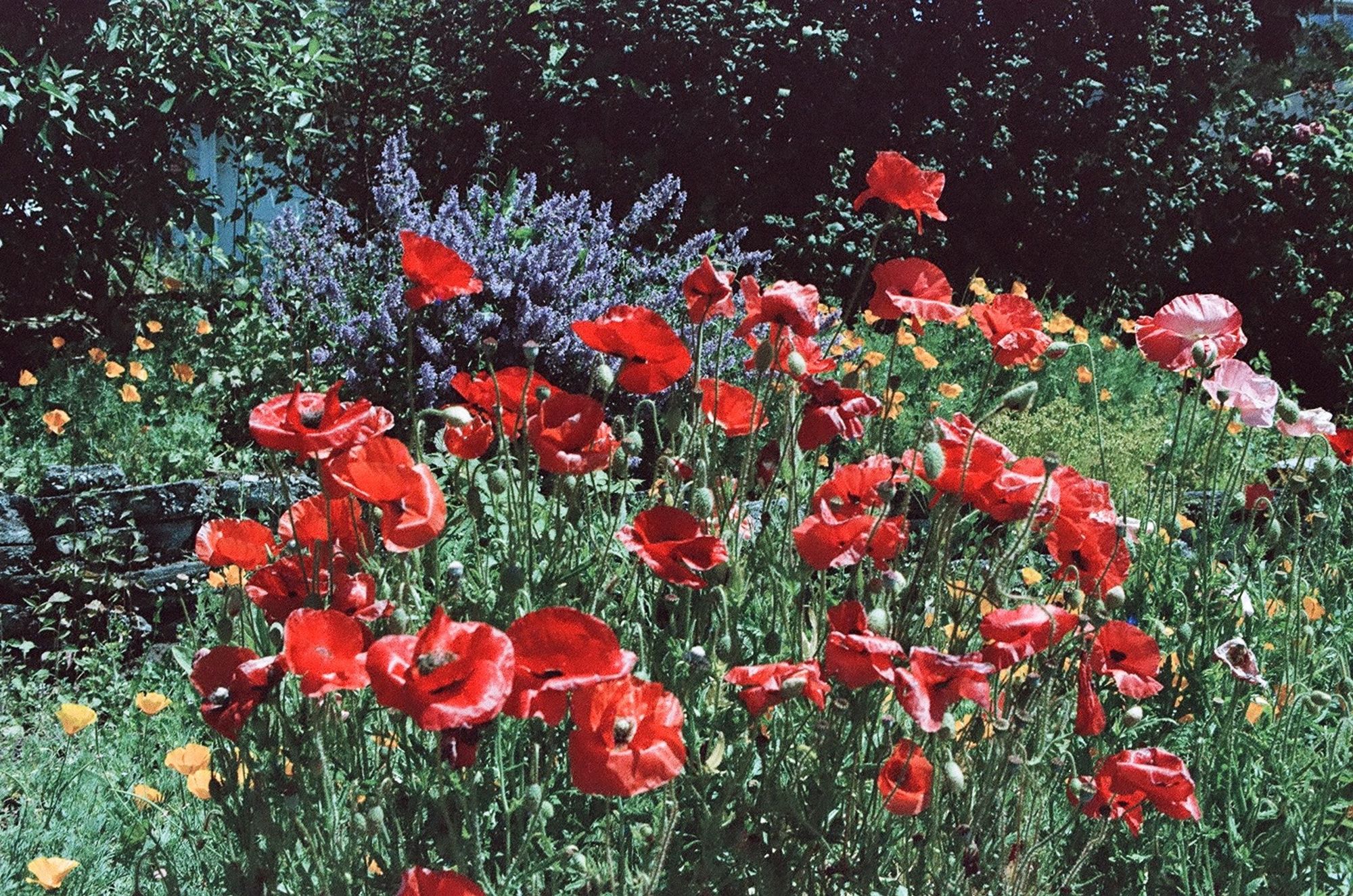 A bunch of big red flowers, there’s also a lavender plant. I’m not great at plant identification but the colors are a little muted