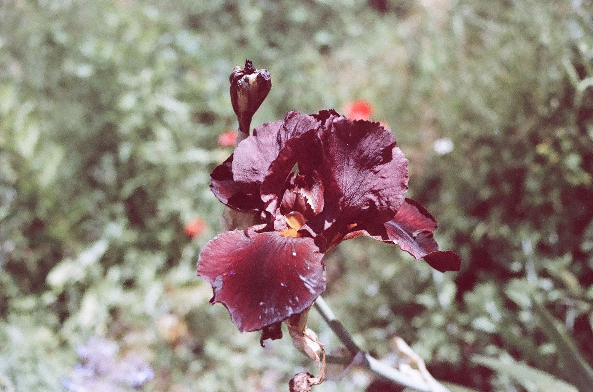 A dark purple iris against a slightly out of focus background of jumbled plants