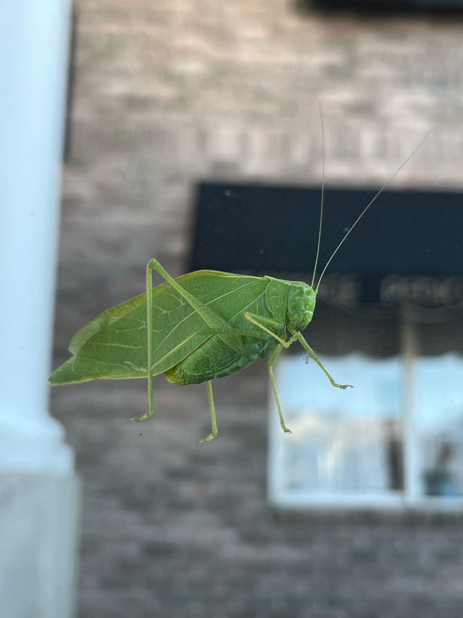 Leaf bug perched on a windshield, taken from inside the car