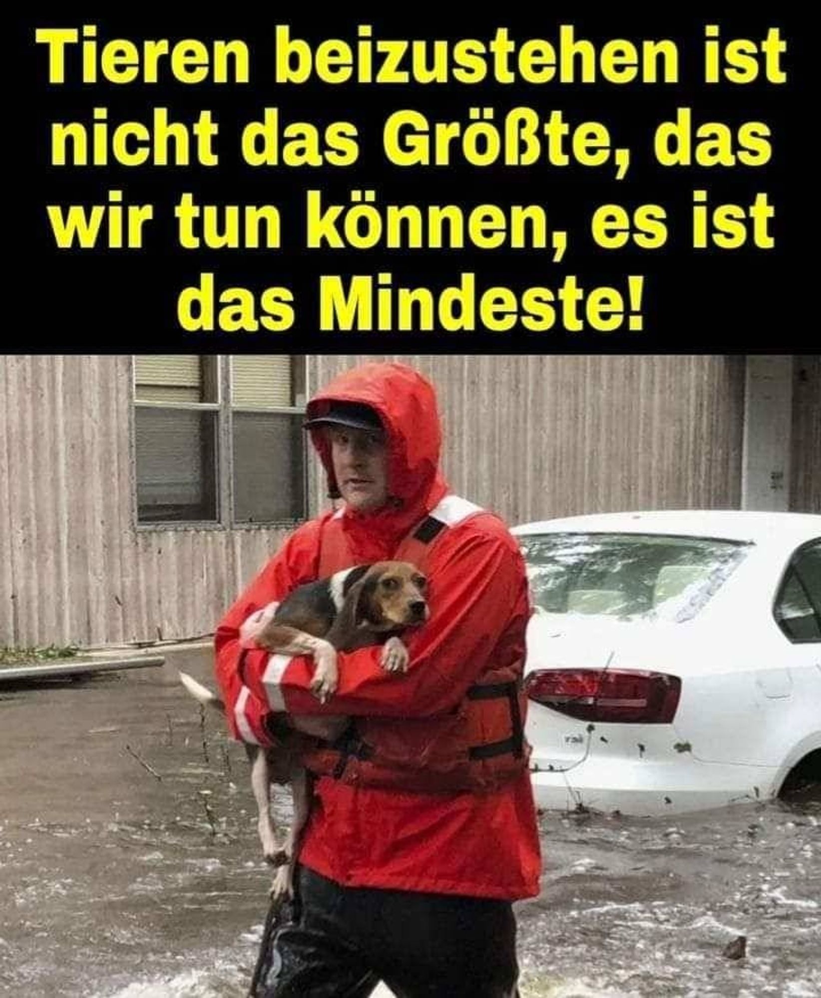 GENAU SO IST ES!!!
Lasst niemals bei Katastrophen eure Tiere im Stich, komme was wolle!