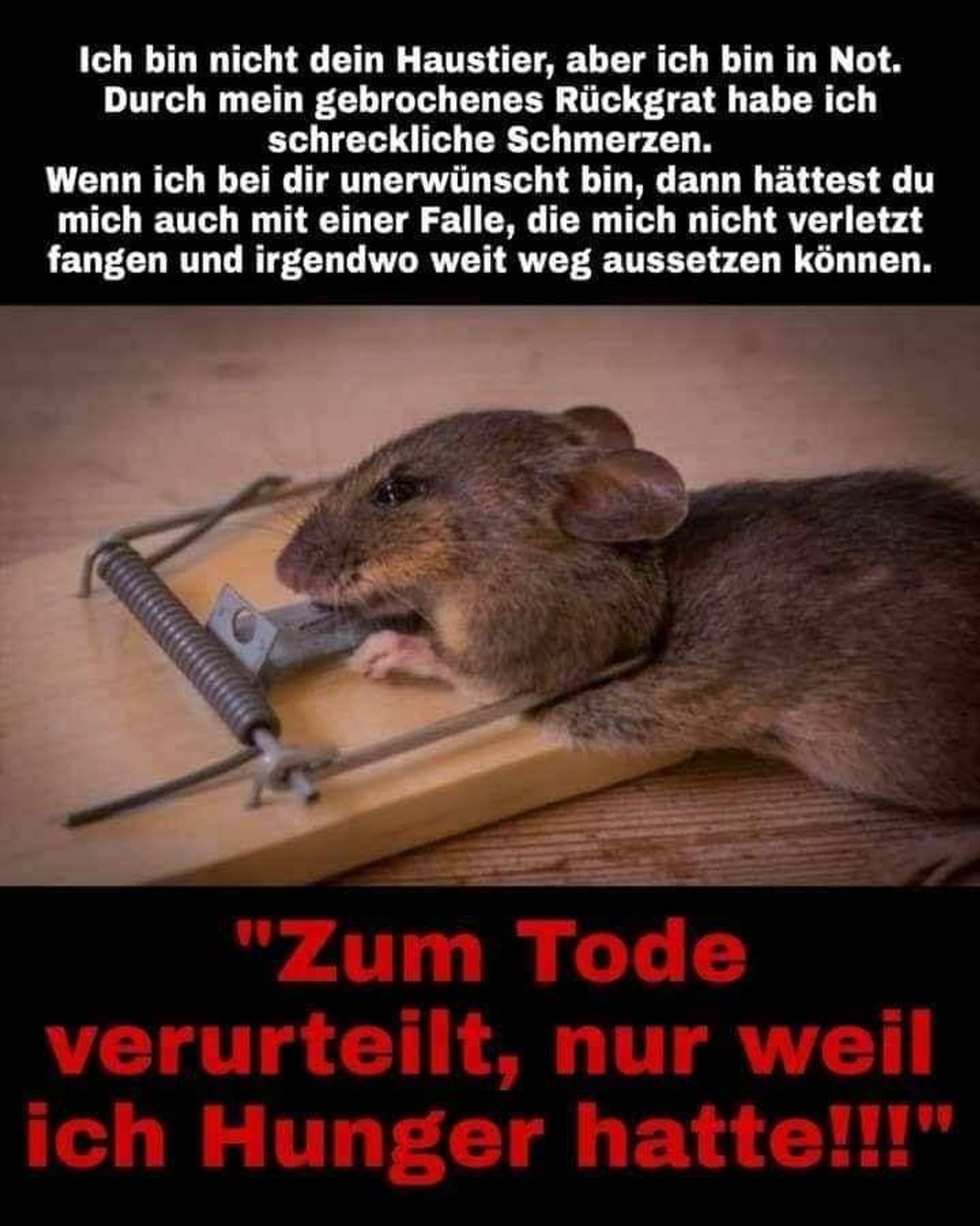 HEARTBREAKING!😢
Umso wichtiger ist es, dass wir gemeinsam auch für die süßen Nagetiere unsere Stimme erheben! Todbringende Mäusefallen wie auch diverses Gift gehören ausnahmslos verboten!