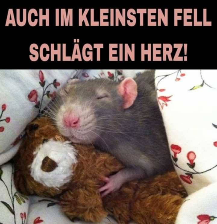 Auch im kleinsten Fell schlägt ein Herz!