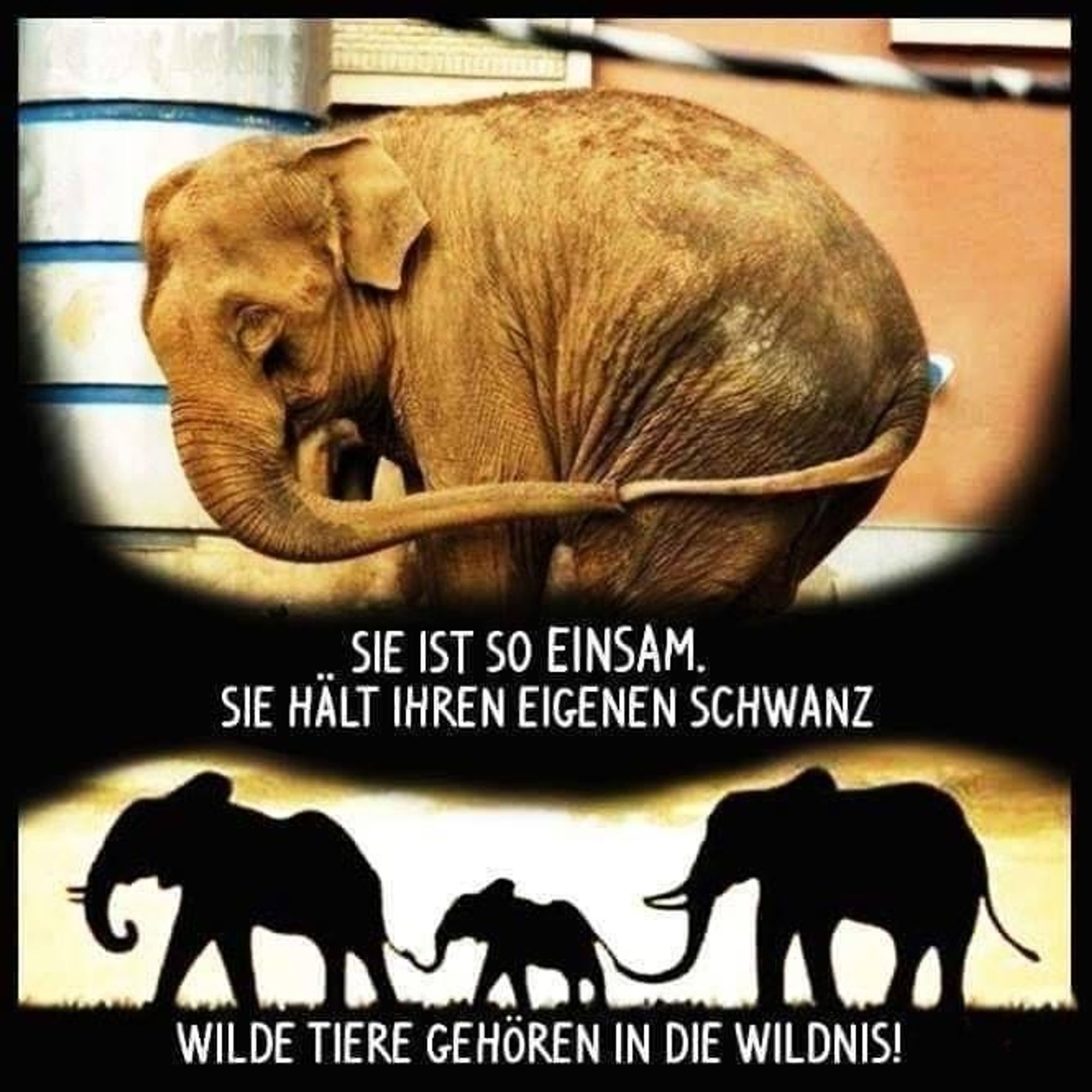 WILDTIERE IN GEFANGENSCHAFT ZU HALTEN IST EIN VERBRECHEN!!! 
Sie gehören in die Wildnis, in die Freiheit! Bitte besucht keine Zirkusse und Zoos, wofür Wildtiere in Gefangenschaft leben müssen und für die Unterhaltung von Menschen ausgebeutet werden!