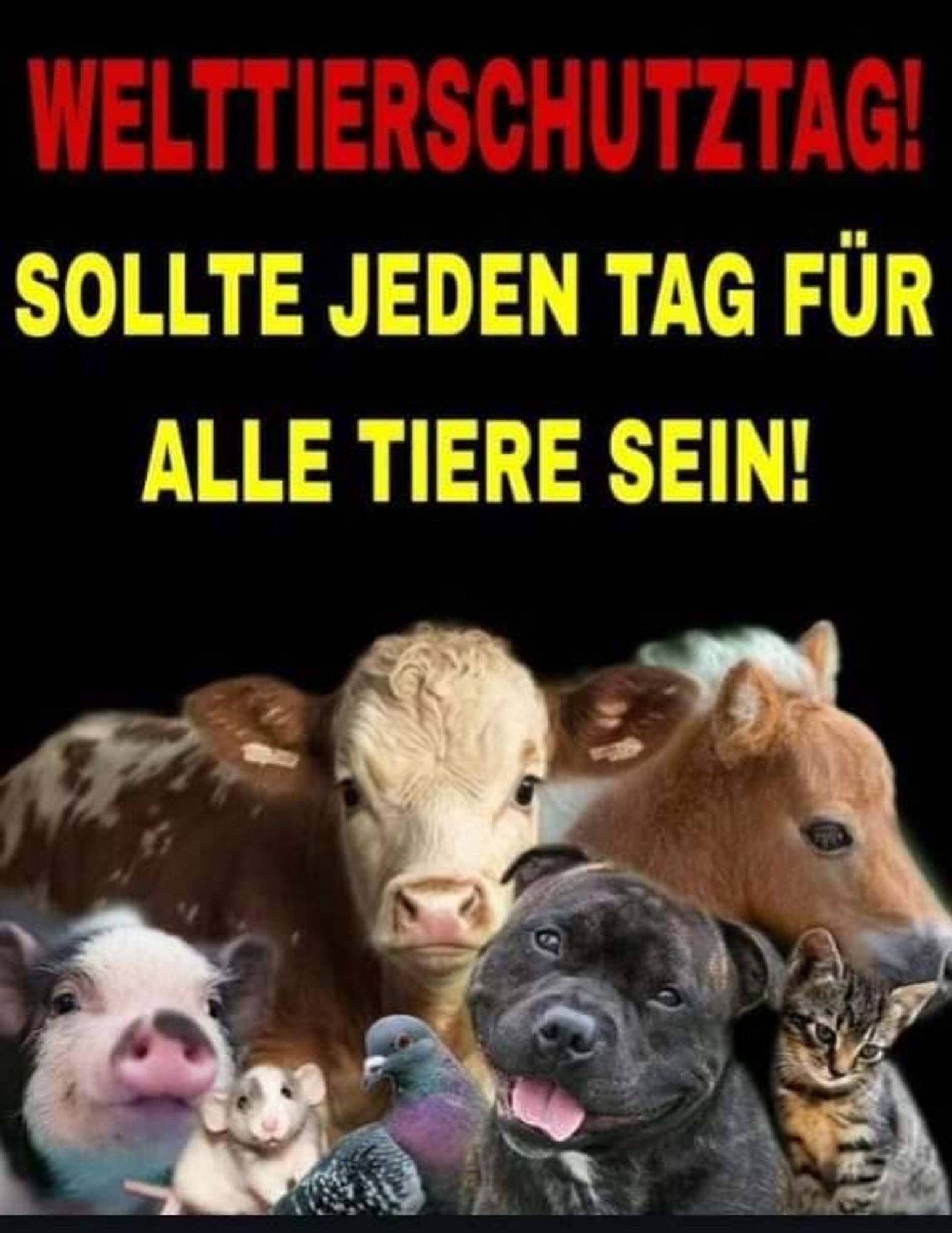 HEUTE IST WELTTIERSCHUTZTAG, DER SOLLTE JEDEN TAG FÜR ALLE TIERE SEIN! 💗
Unser Ziel sollte es sein, ein neues empathisches  Zeitalter für alle Tiere zu beginnen! Alle Tiere haben das Recht auf Schutz, Mitgefühl, Liebe und Wertschätzung!