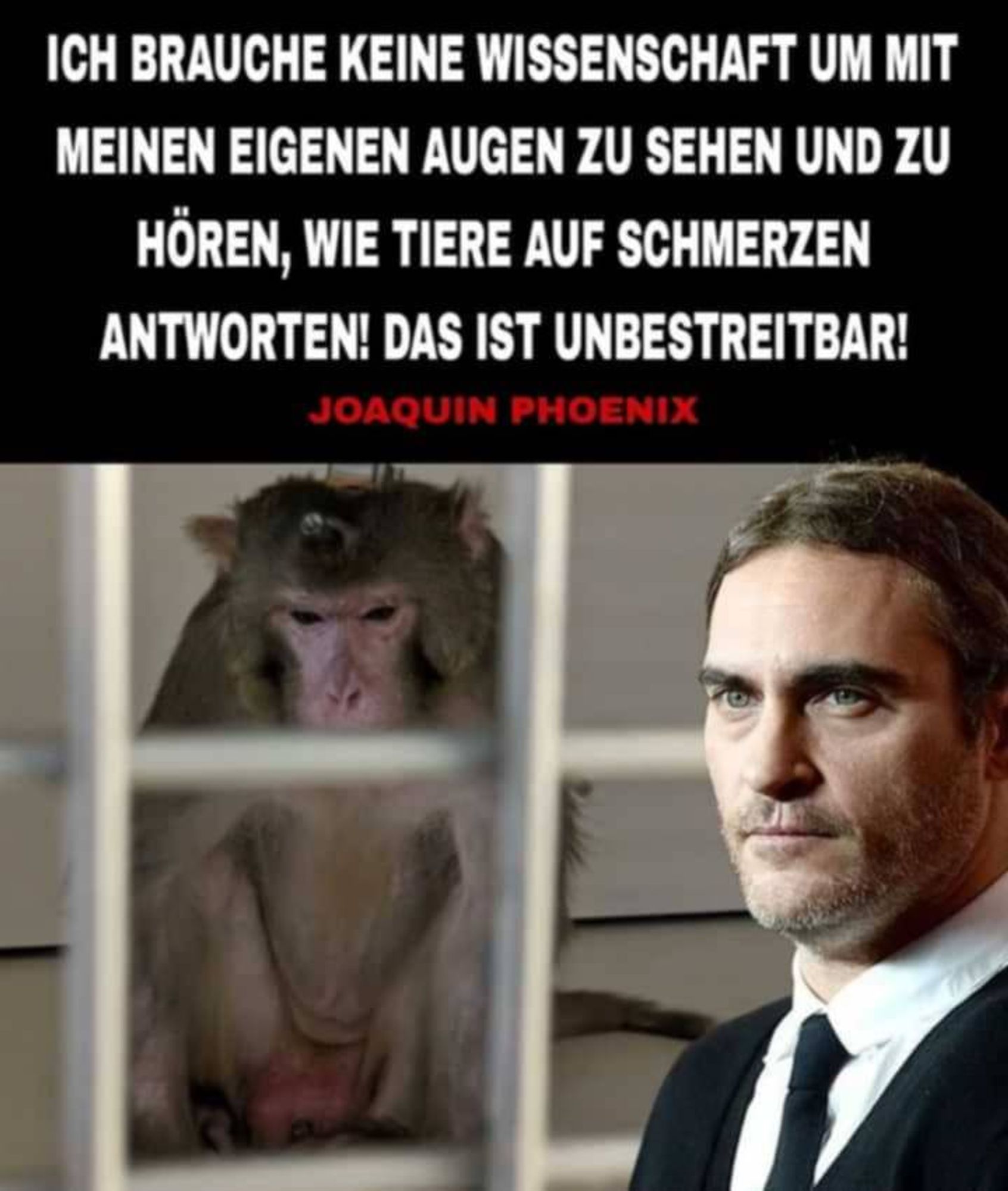 WAHRE WORTE VON JOAQUIN PHOENIX!
Der arme Gandalf wie Millionen andere Tiere werden in den Tierversuchslaboren grausamst gequält und getötet! TIERVERSUCHE GEHÖREN ABGESCHAFFT!