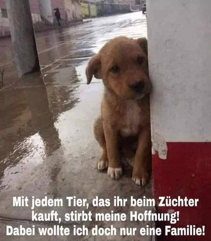 ADOPT DON'T SHOP!!!
Es warten genug arme Tiere aus dem Tierschutz sehnlichst auf ein Zuhause und solange noch ein einziges Tier nach einer Familie sucht, kauft man kein Tier beim Züchter!