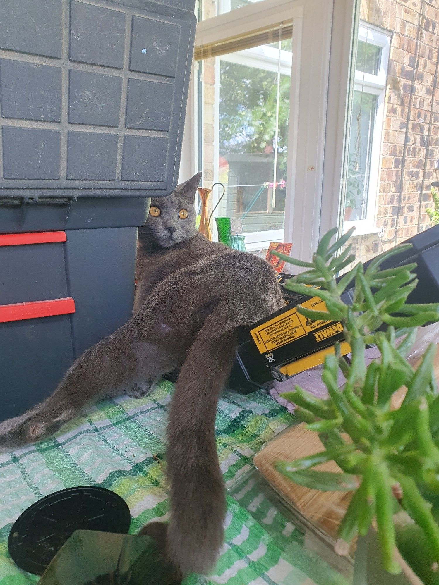 A blue-grey cat with bright orange eyes is lounging in the open case for an electric drill.