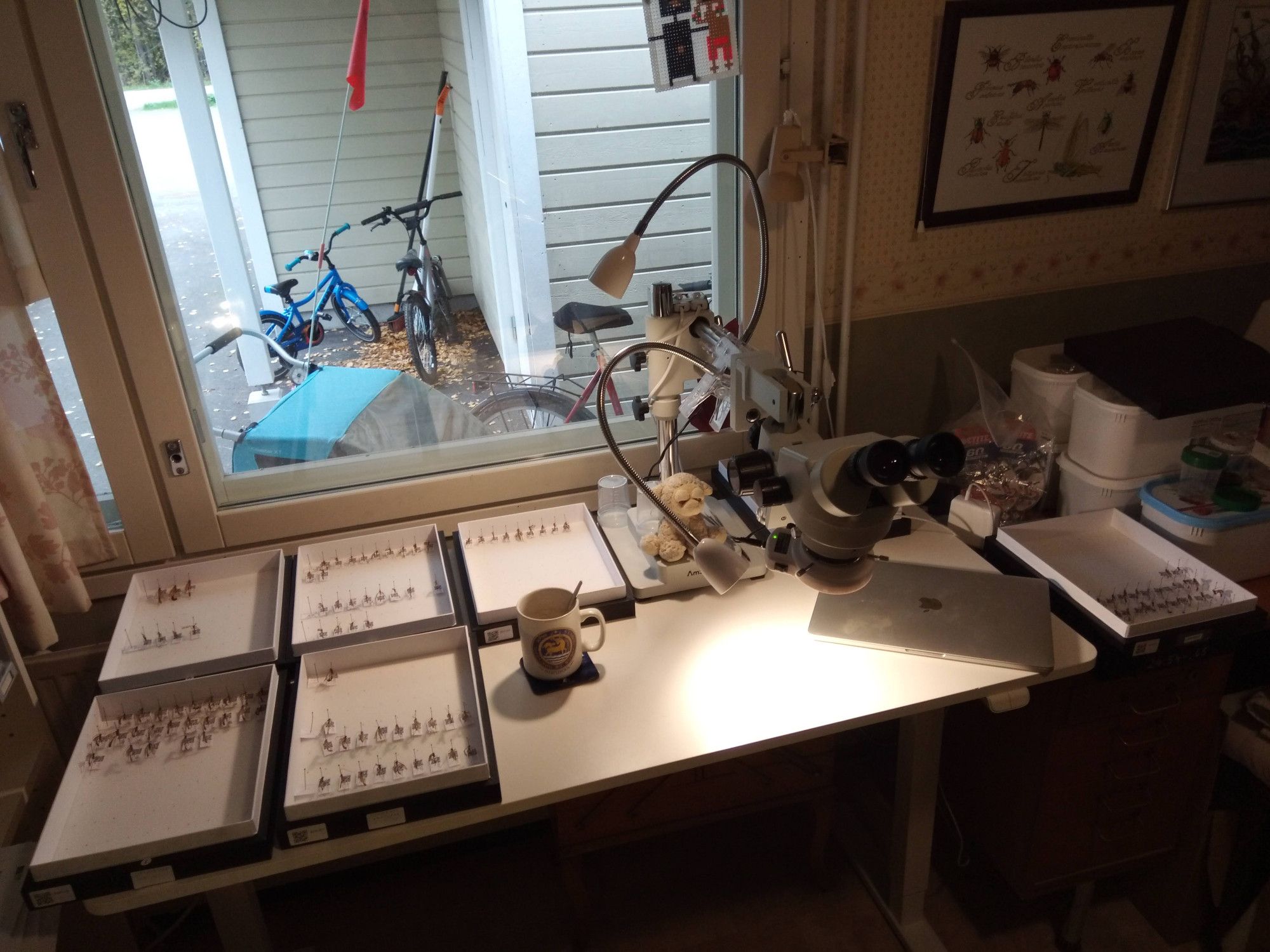 Table with a microscope and seven insect boxes. The boxes have pinned wasps in them, in tidy groups, something like two or three groups of wasps per box. Table also has important research infrastructure like a mug of tea and a soft toy lamb.