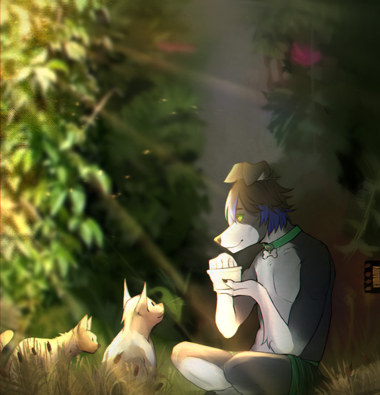 An anthro border collie sitting in nature eating with wild cats