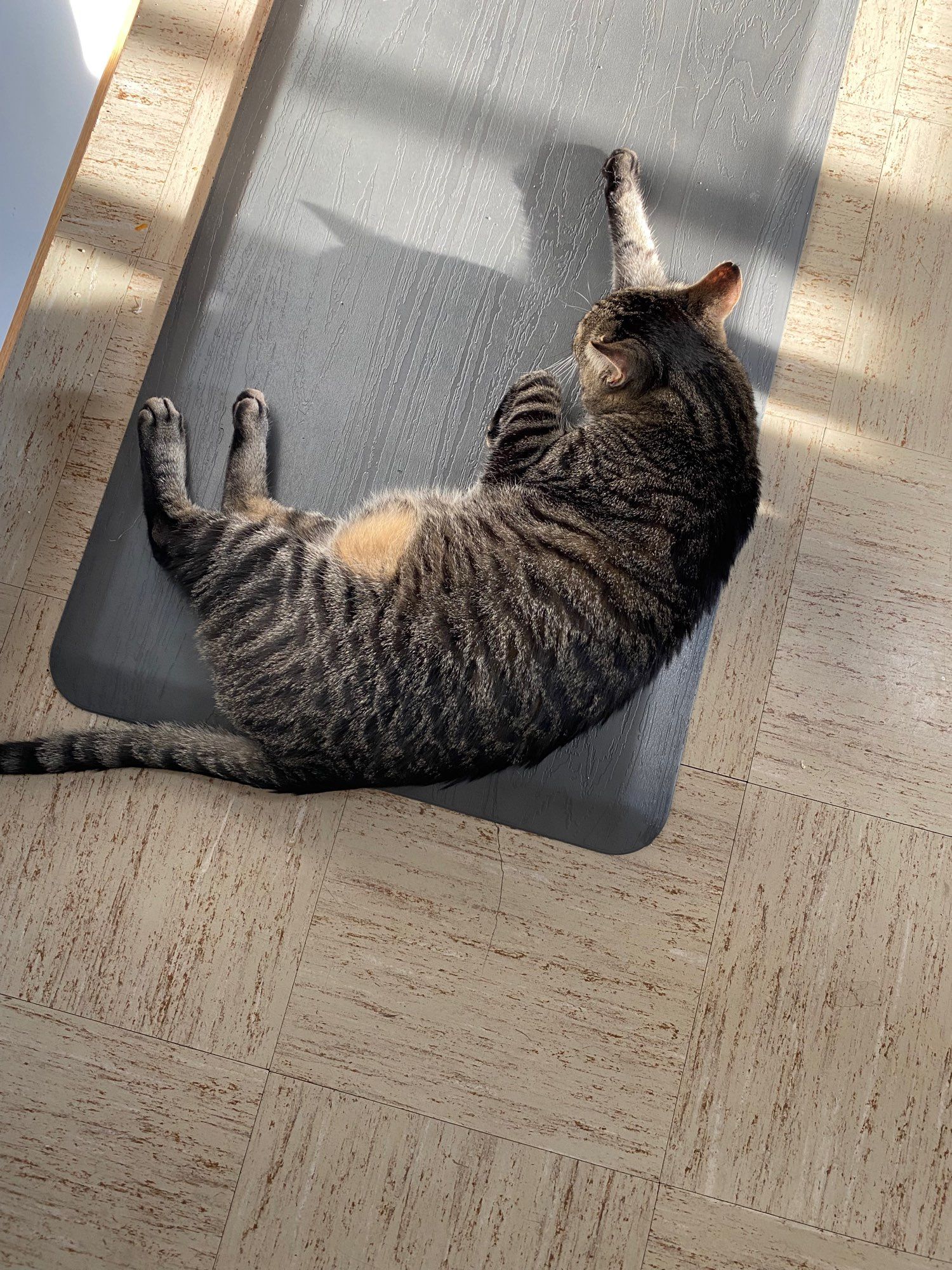 The same cat lying in a heap in the middle of the kitchen’s most trafficked area, clearly mad.