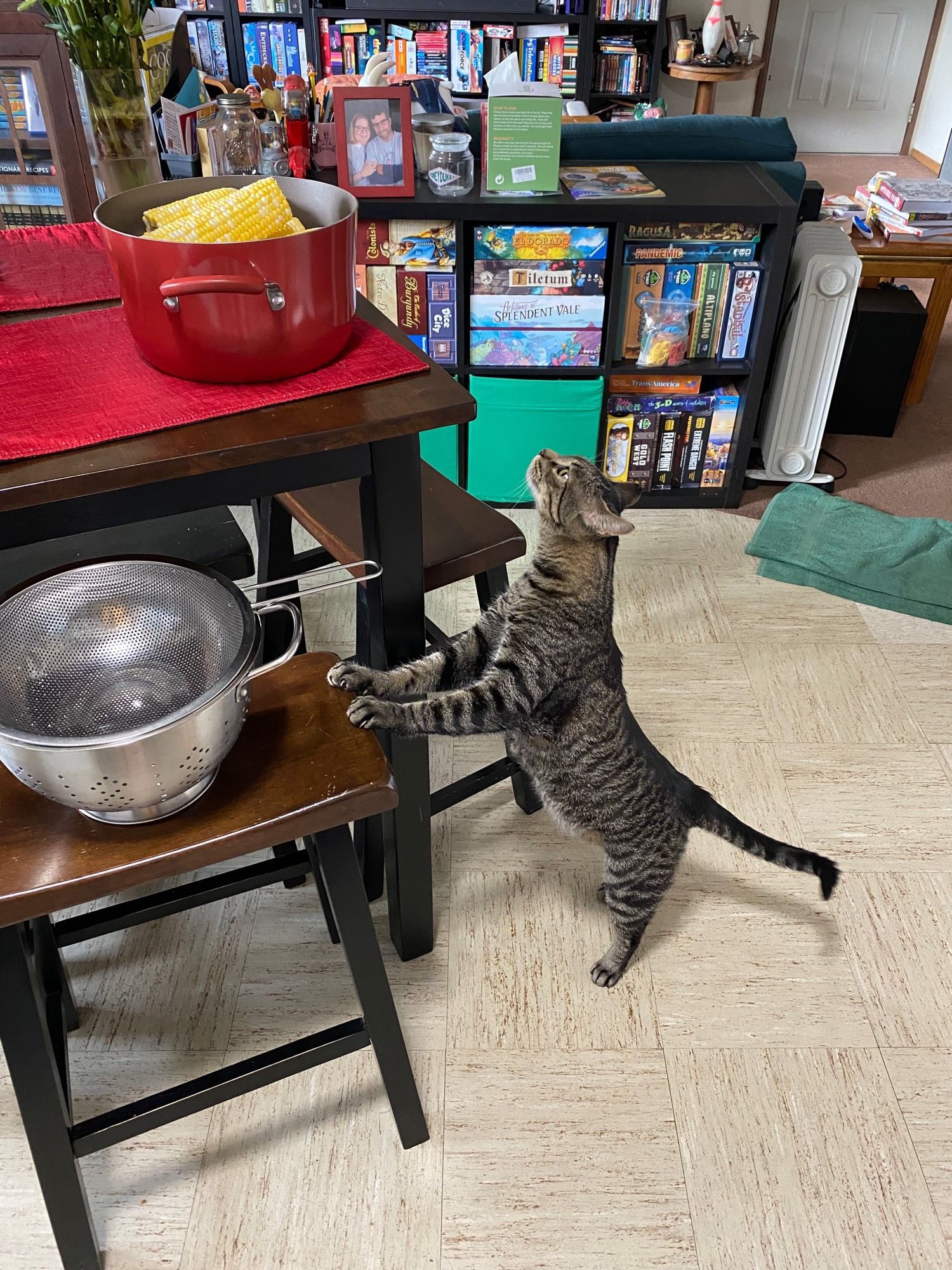 A grey tabby cat standing with paws on a stool, craning his neck at a red pot full of ears of corn on the table above him