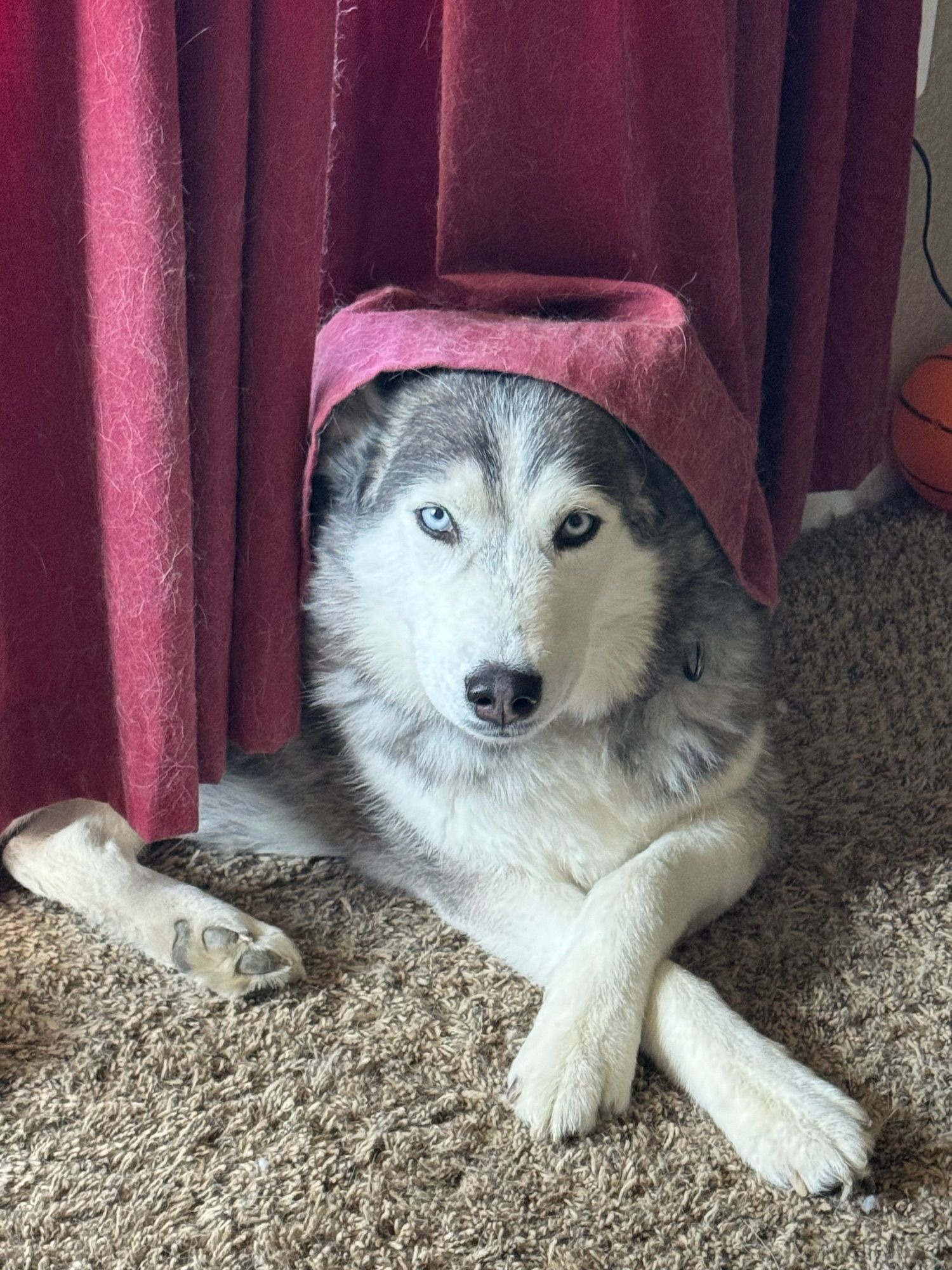 A grey and white husky lays on a brown carpet with her paws crossed. She has a red curtain draped over her head