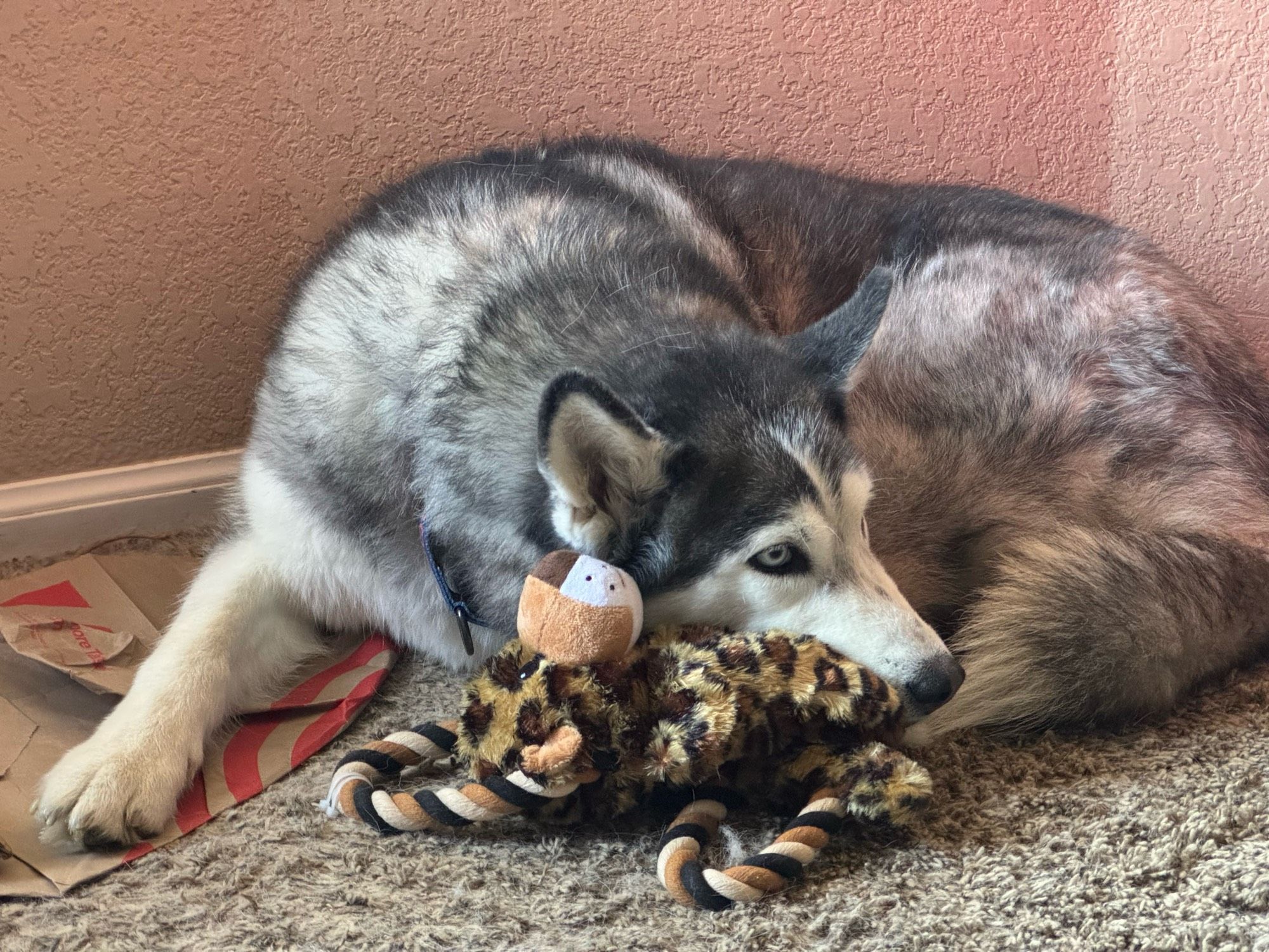 A grey and white husky dog lays curled up on a carpet with her head resting on a brown plush dog toy.