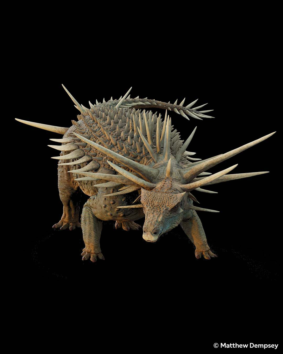A reconstruction of Spicomellus, a four-legged armoured dinosaur with large spikes running along its back and sides. It has a spiked end to its tail and a large collar of spikes around its neck.