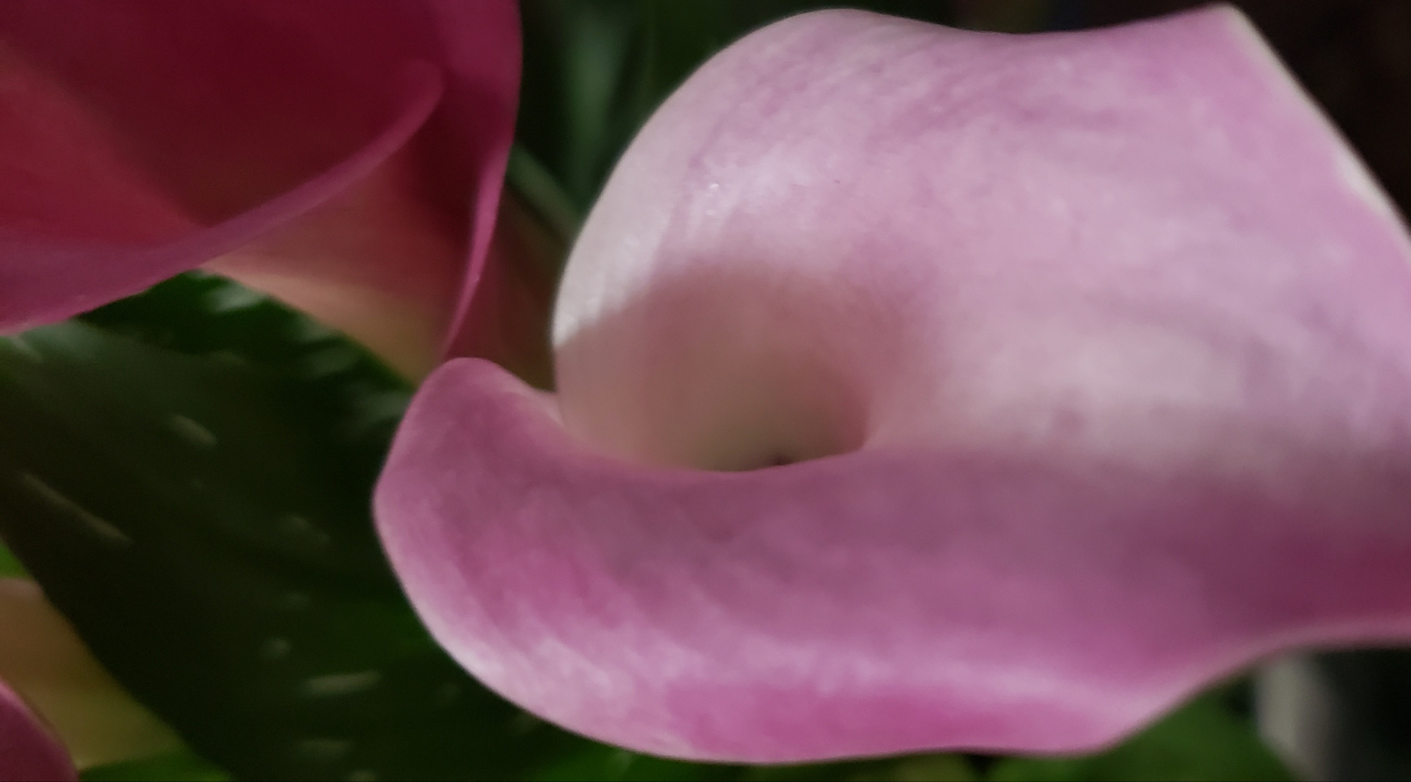 A Calla Lily!