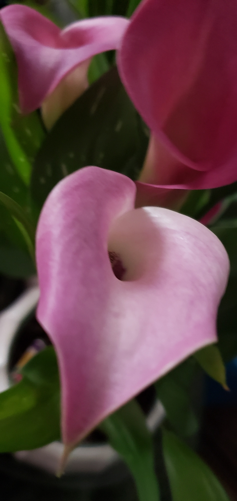 A Calla Lily!
