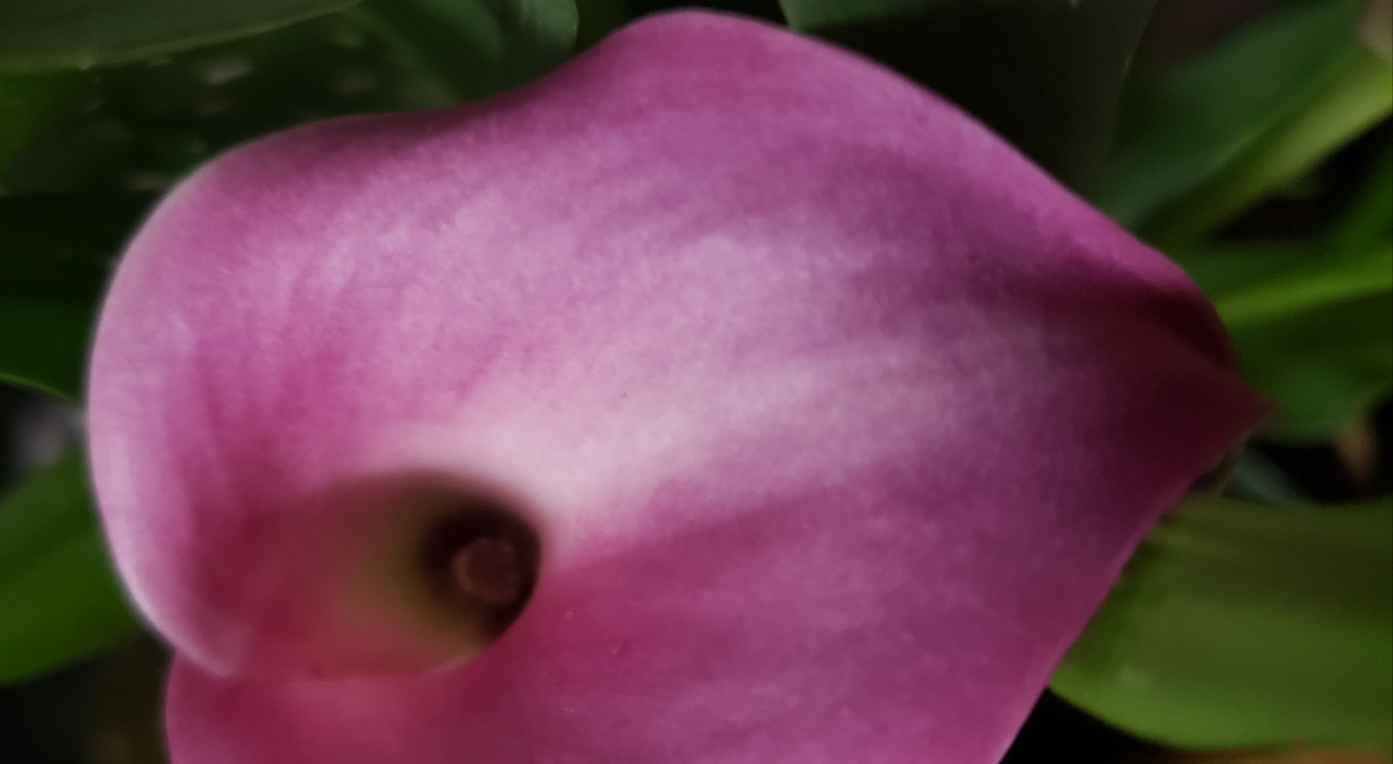 A Calla Lily!