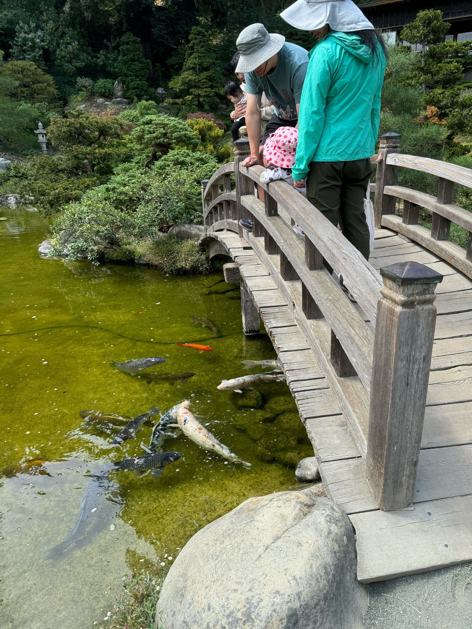 An old wooden bridge curves up over a koi pond, some folks have bought a packet of fish food from the gift shop and the koi are quite attentive