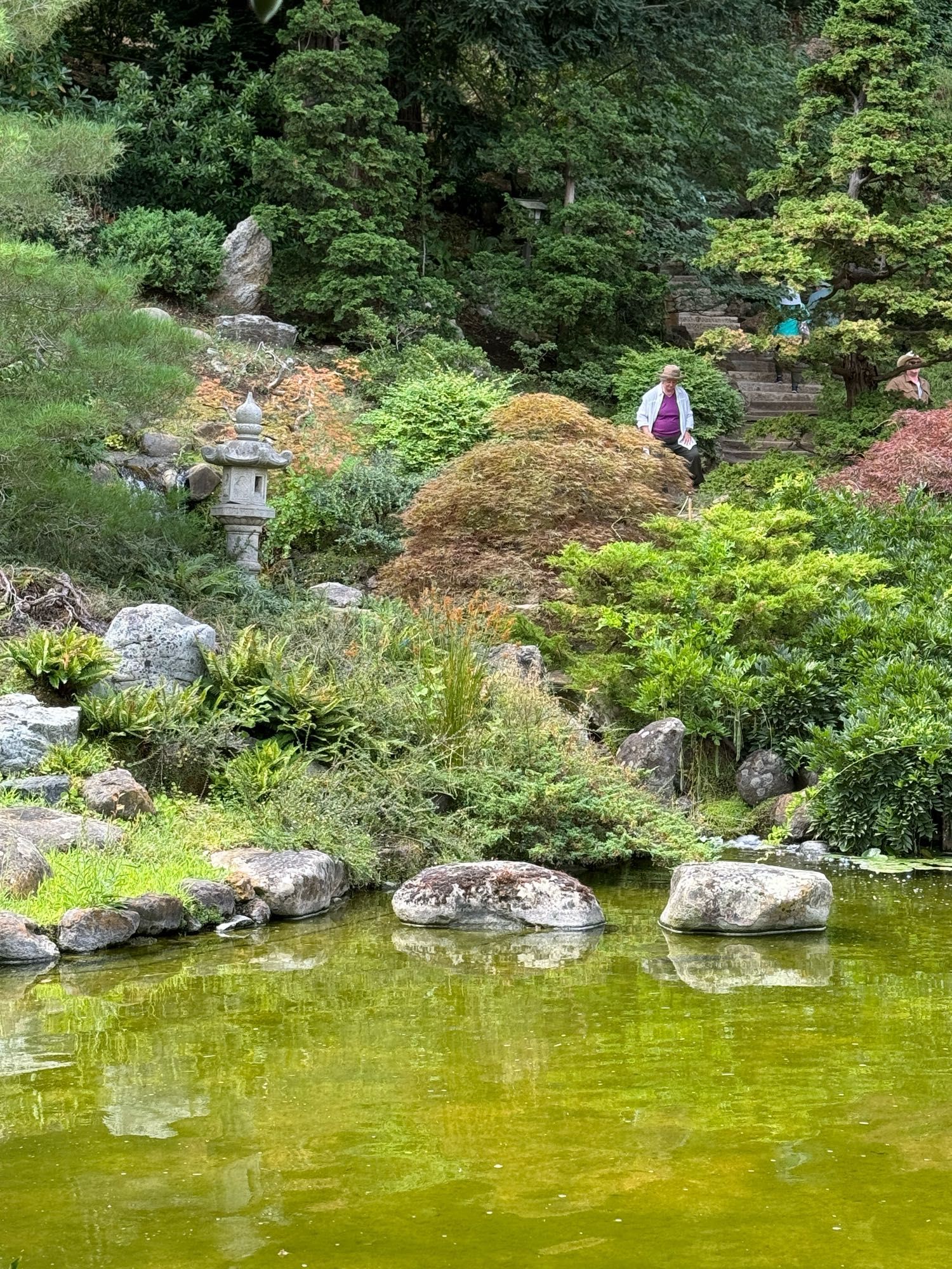 Sitting under a bower looking across the pond, one sees a couple dozen different plants growing from small to knee high to large manzanita and a camphor tree up on the hill. A stone lantern stands by a small waterfall.