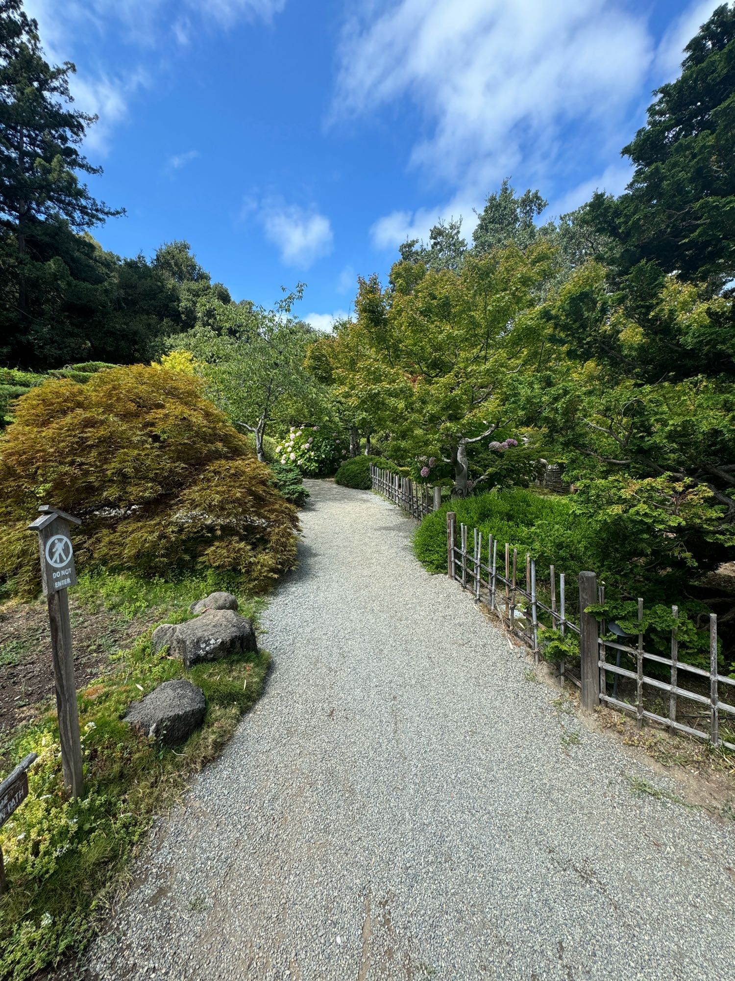 A geavel pathway leads up into the garden with many plants of all kinds: mounds of Japanese maples with their intricate leaves, curly pines, a hydrangea popping off pink flower poufs n the way to taller trees