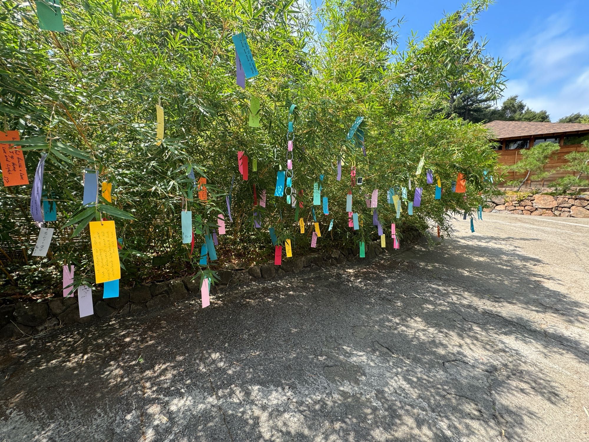 Wishes dangle from the skinny bamboo near the front gate, left from the 7th day/7th month fest in honor of the bridge of birds that allow a celestial weaver & her beloved cowherd to meet once a year