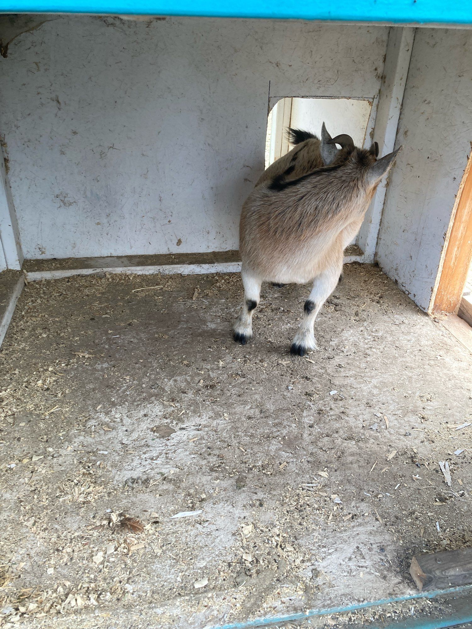 Lola - a goat - checking out the addition to the goat house. And scratching her back.